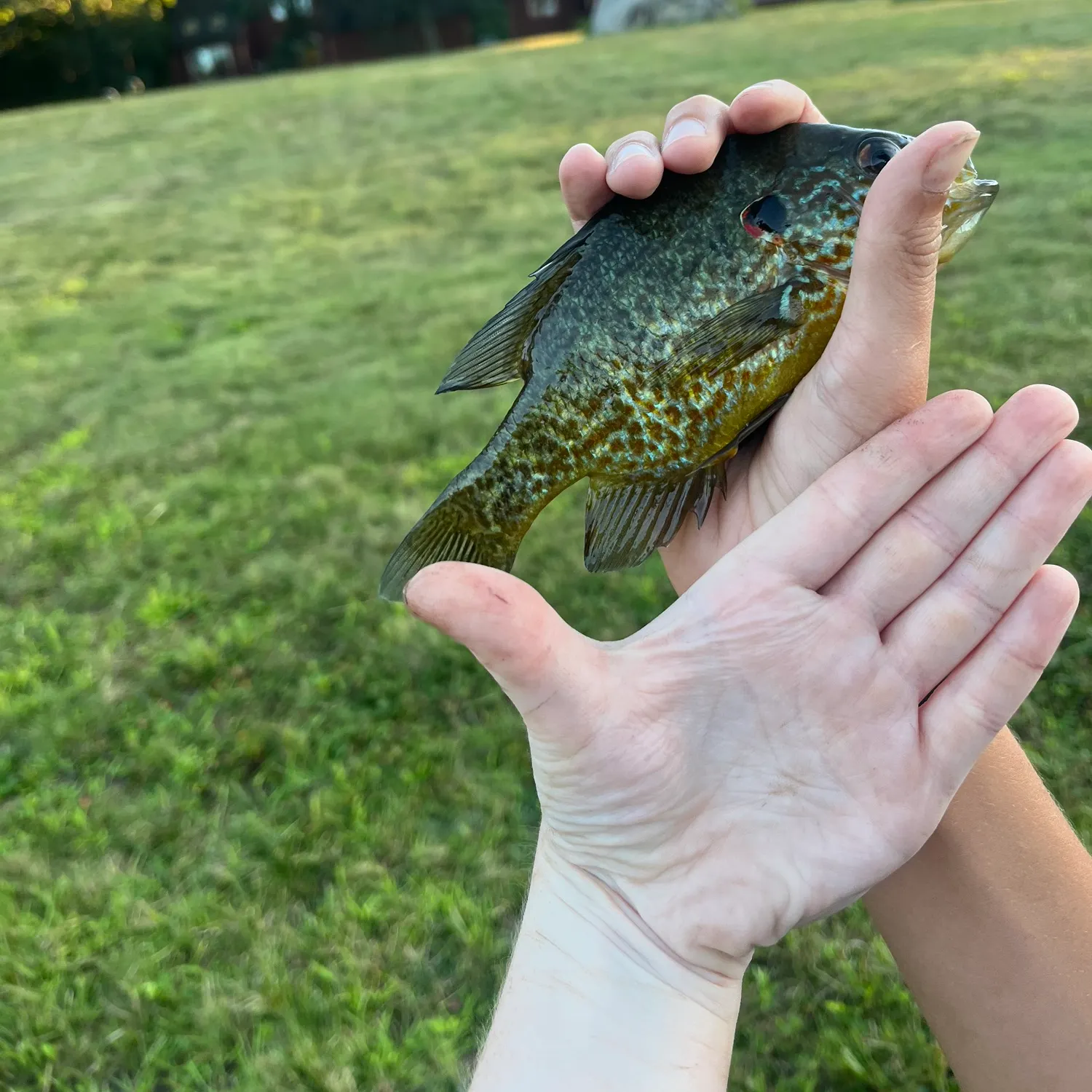 Pumpkinseed caught on Fishbrain