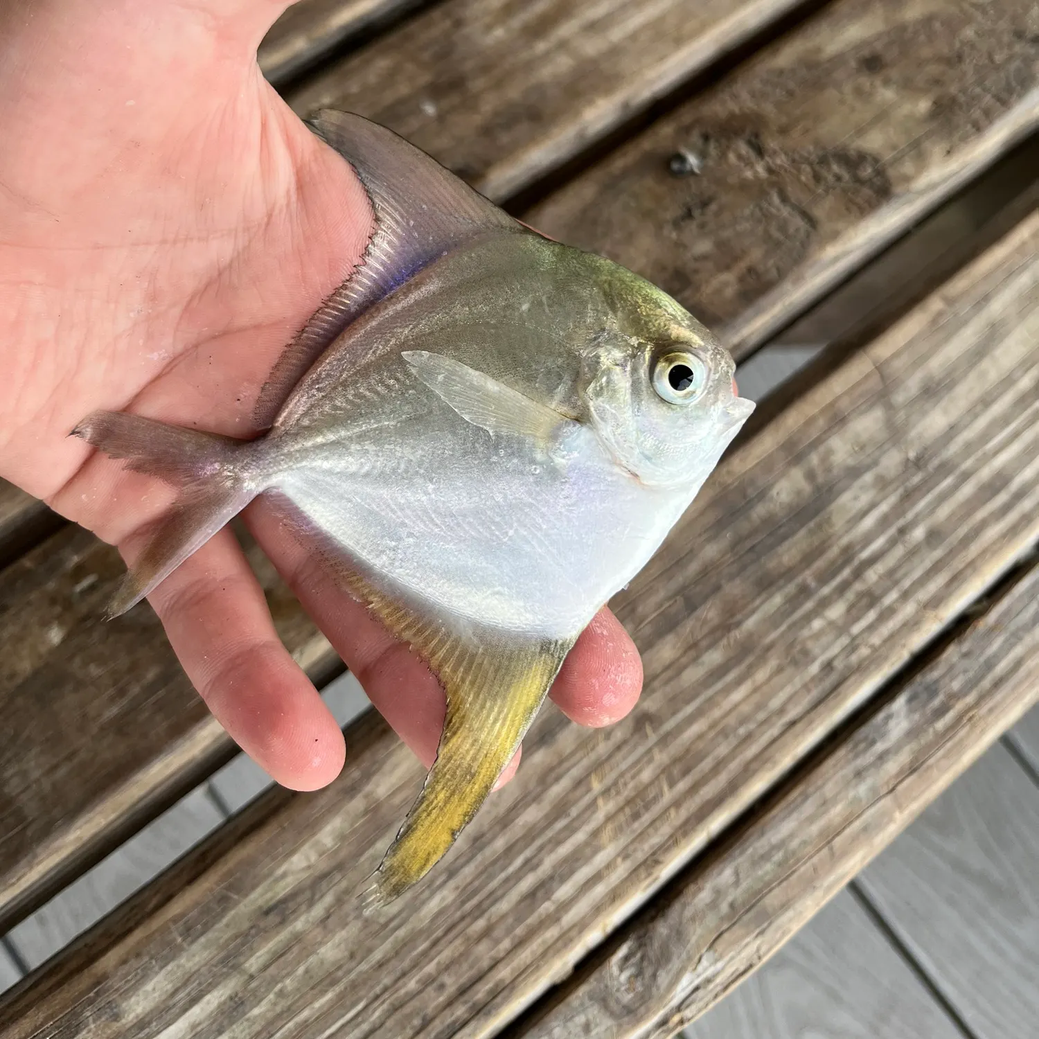 The most recent Palometa catches on Fishbrain