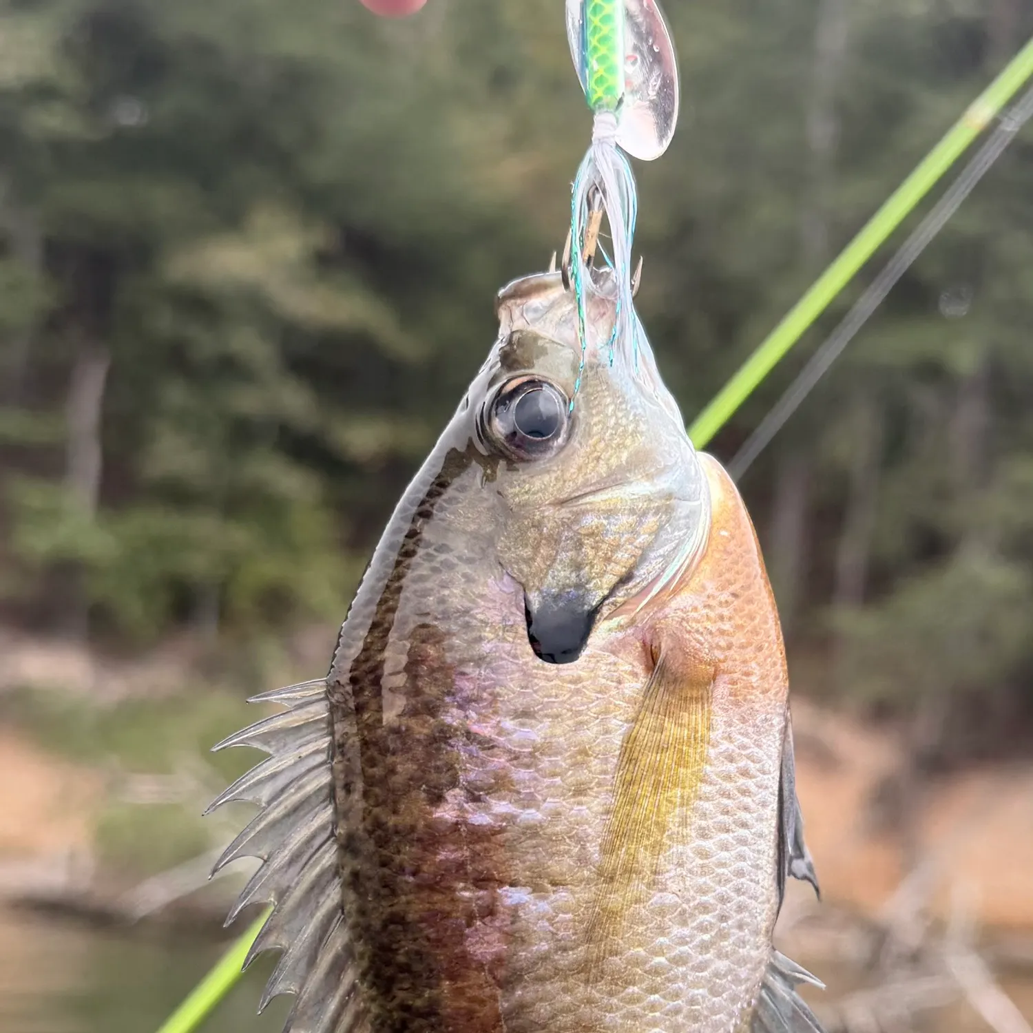 Bluegill caught on Fishbrain