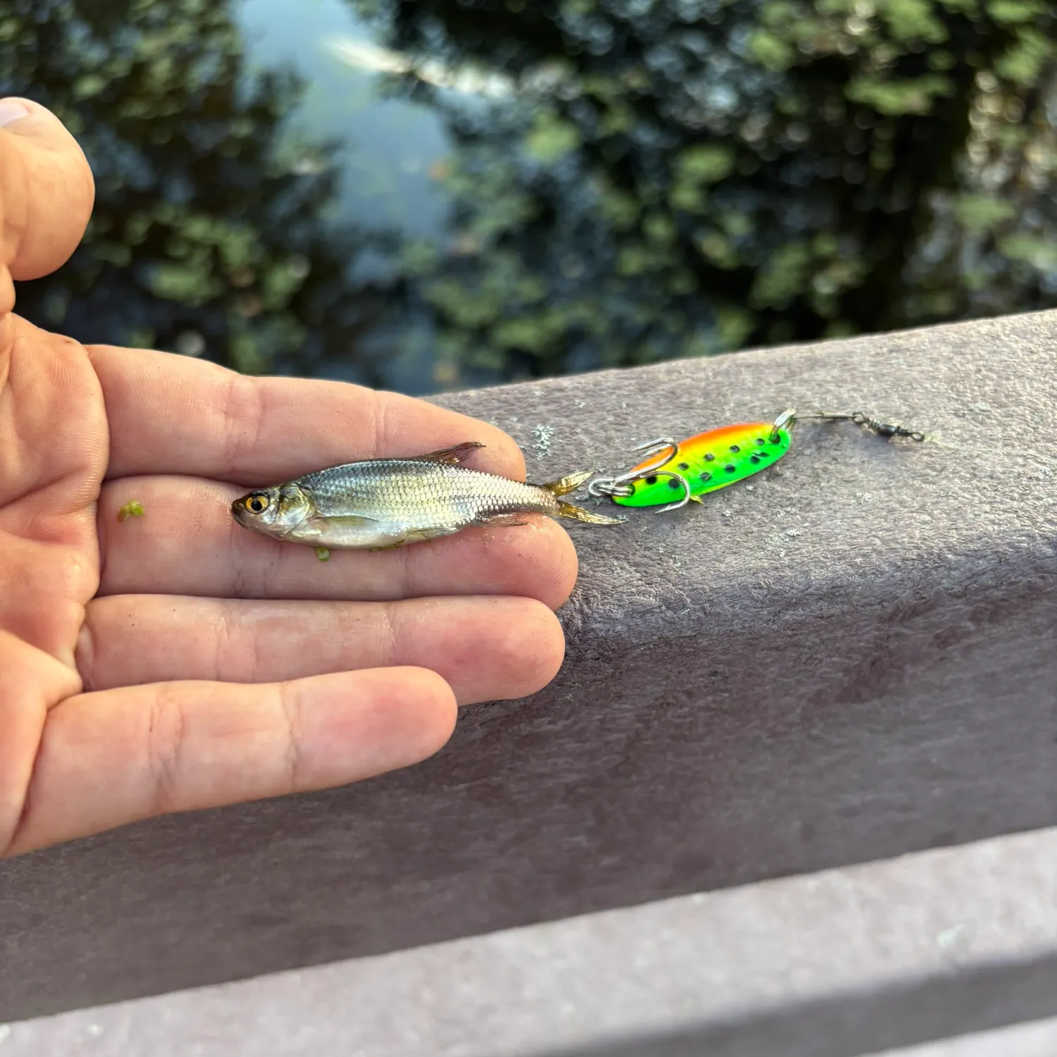 The most recent Golden shiner catches on Fishbrain