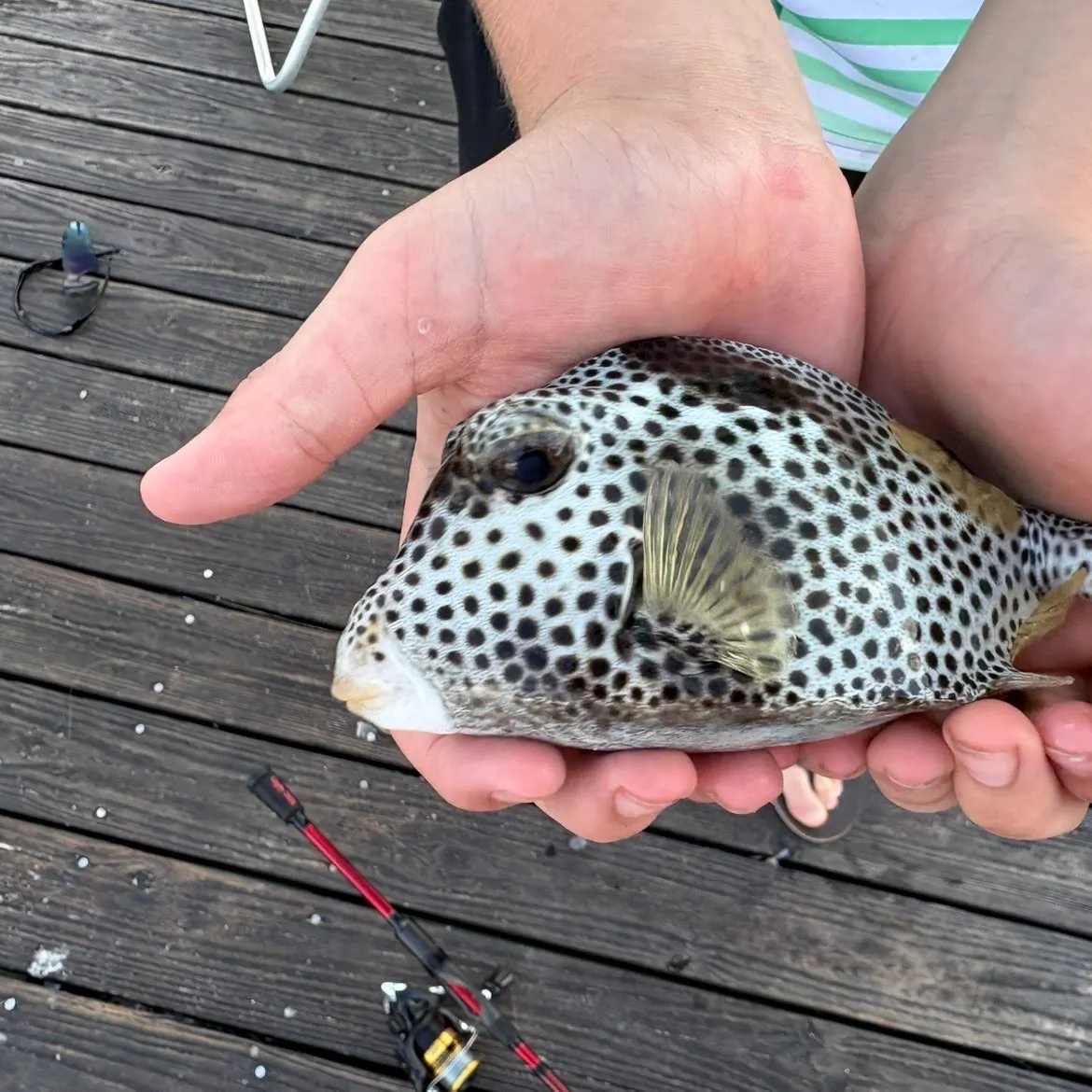 The most recent Smooth trunkfish catches on Fishbrain