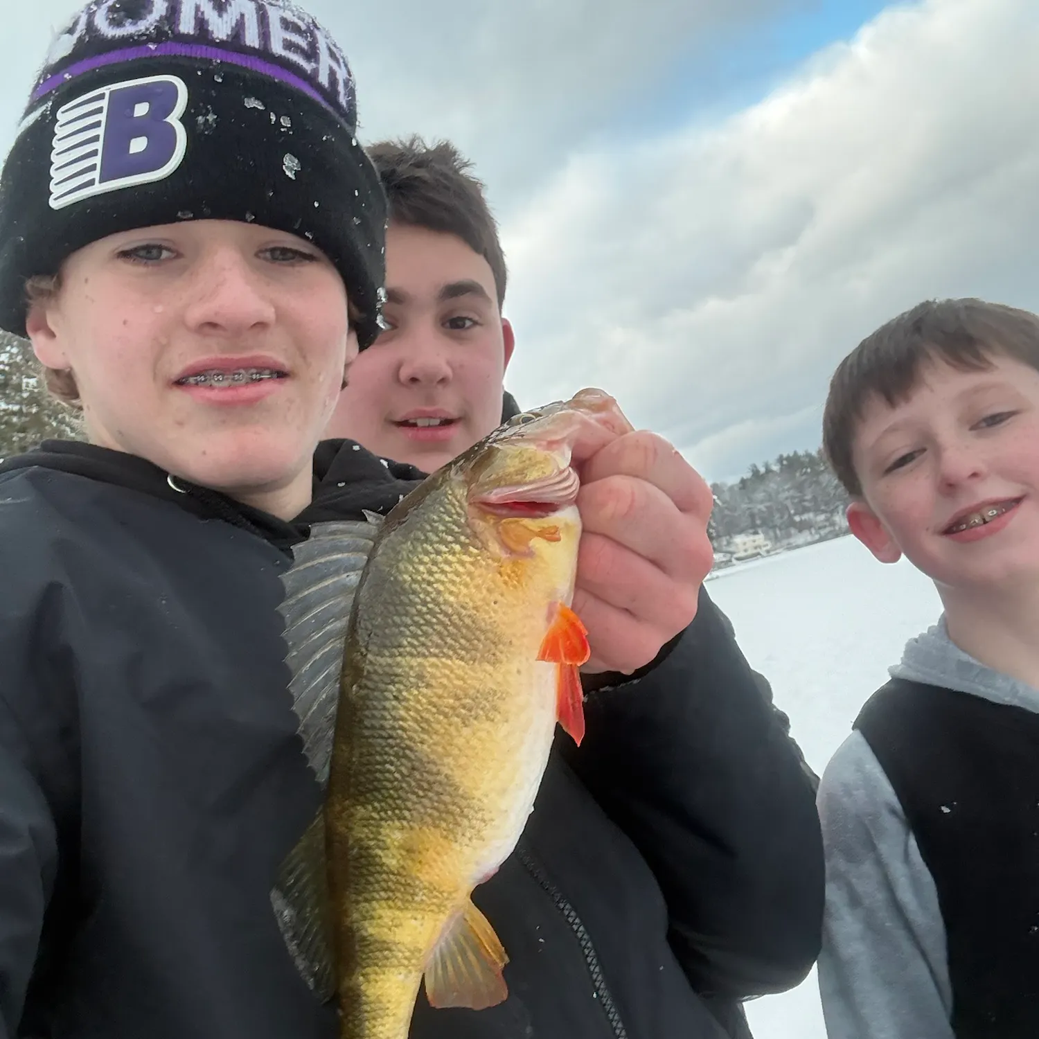Yellow perch caught on Fishbrain