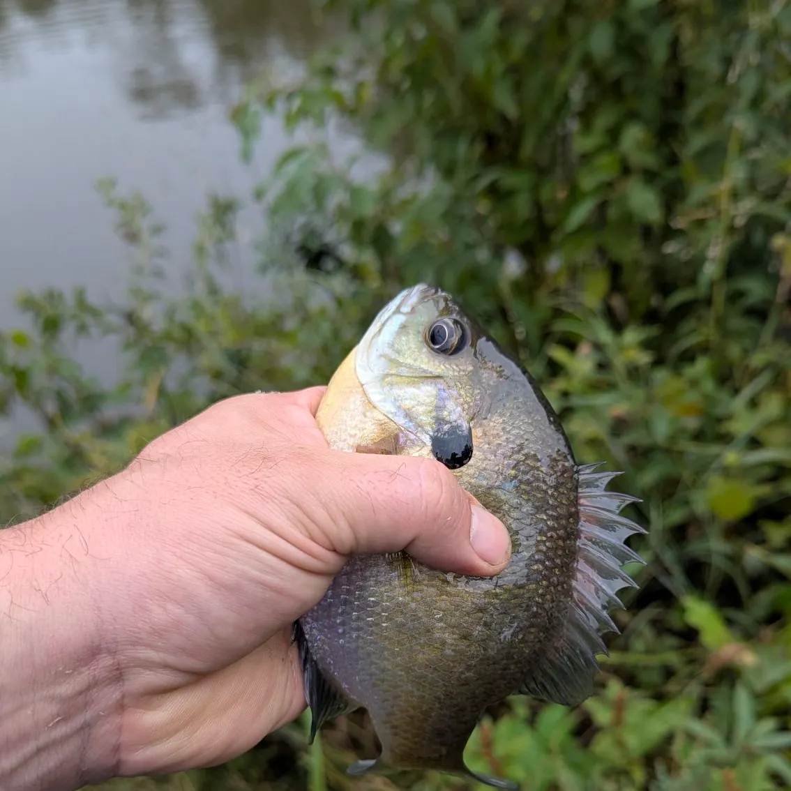 Bluegill caught on Fishbrain