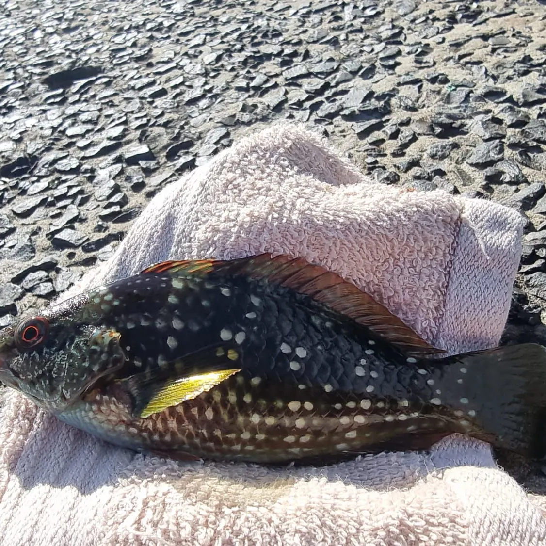 The most recent Crimsonbanded wrasse catches on Fishbrain