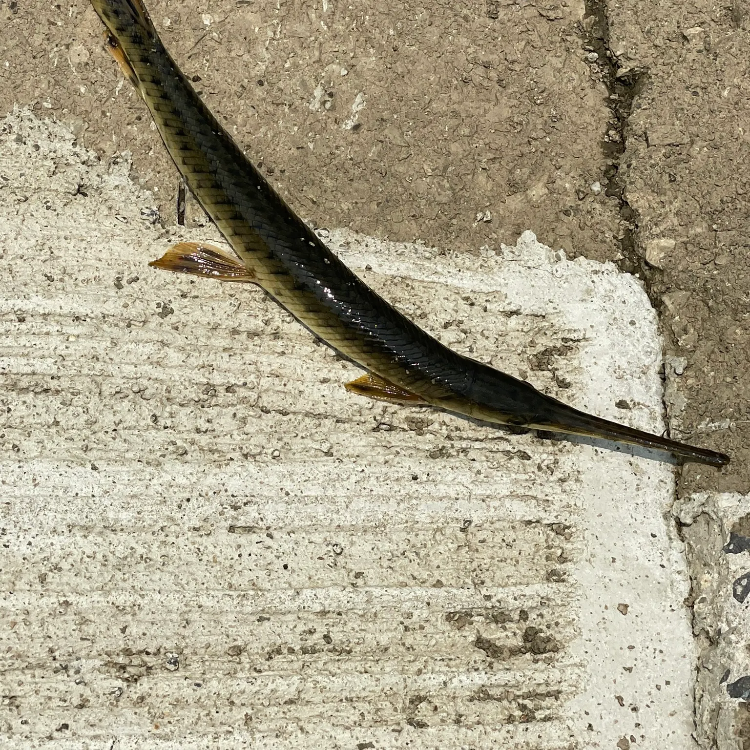 The most recent Longnose gar catches on Fishbrain