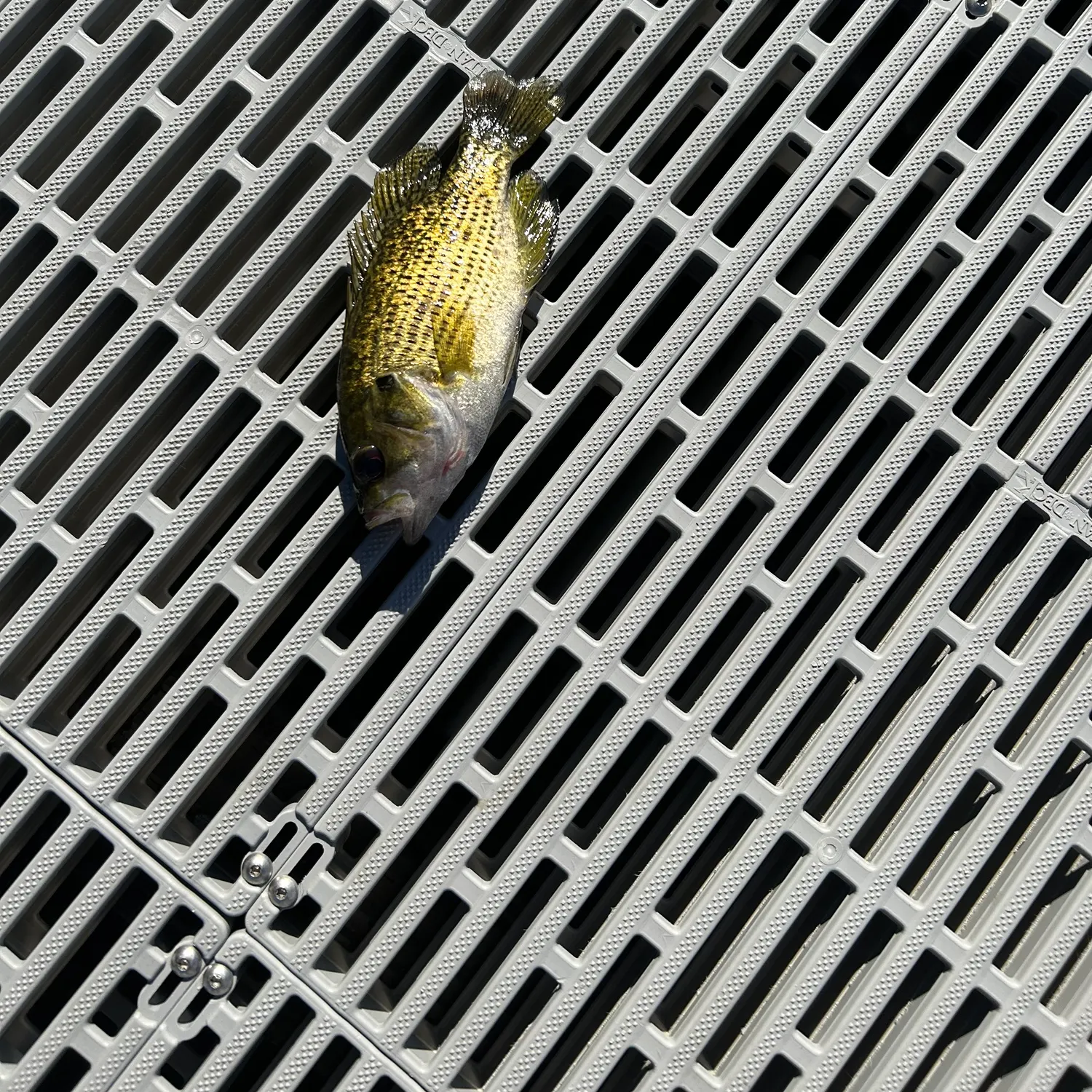 Rock bass caught on Fishbrain