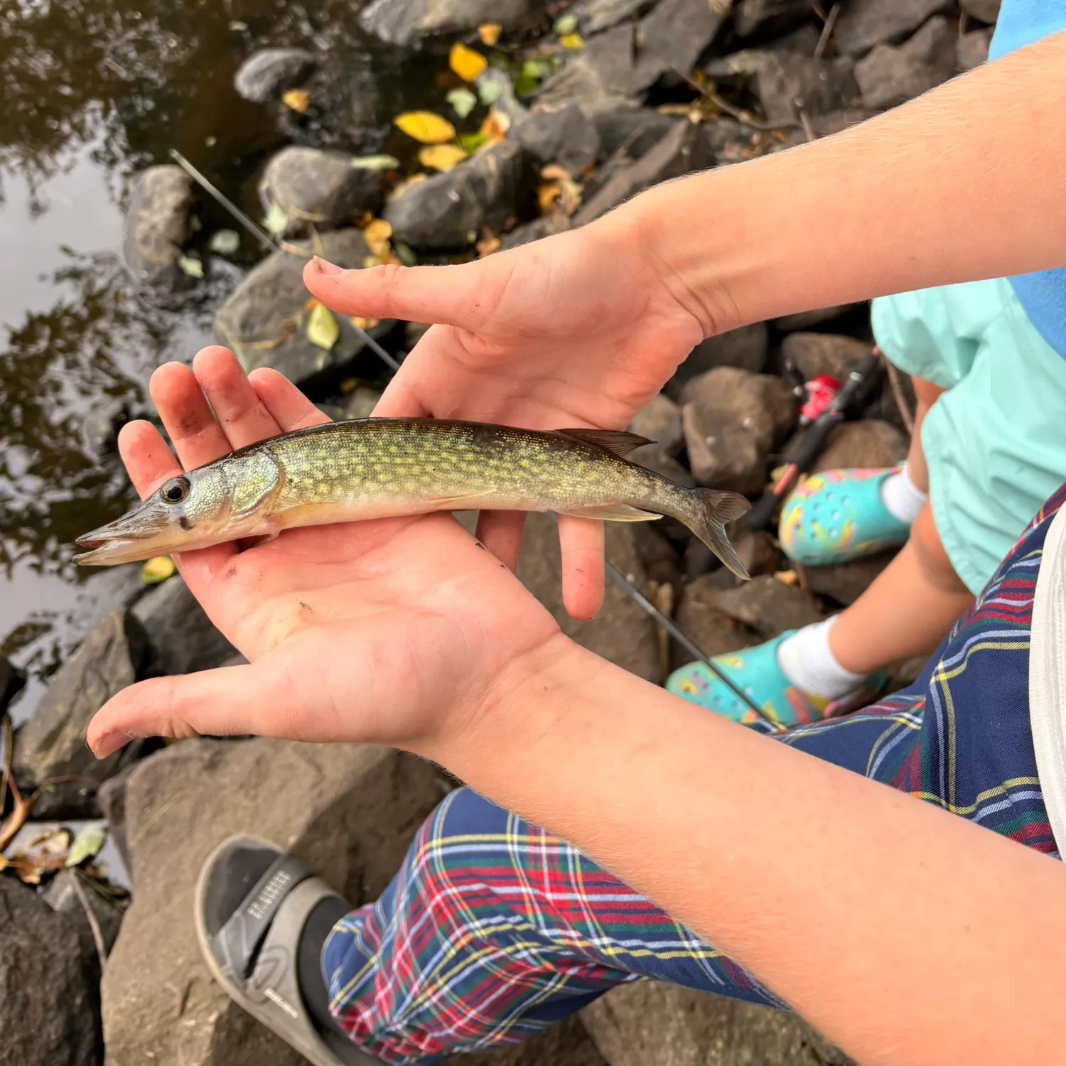 Chain pickerel caught on Fishbrain