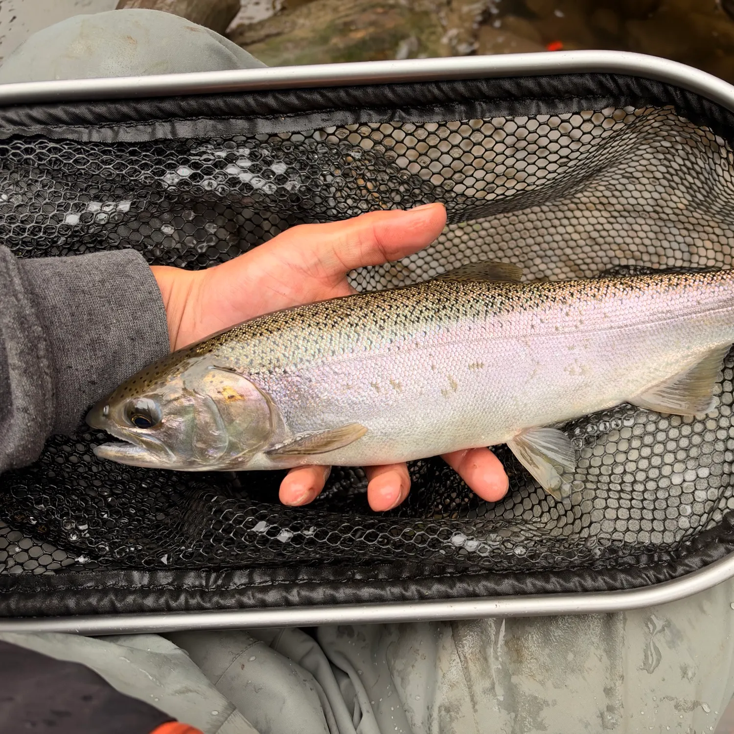 Steelhead caught on Fishbrain