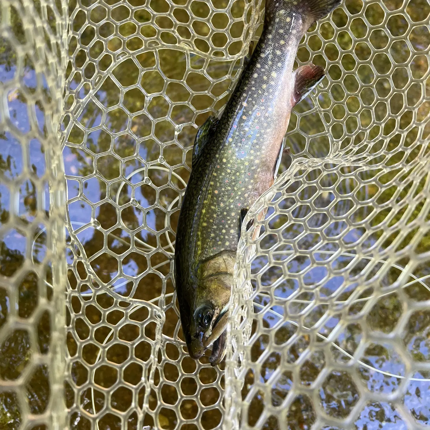 Brook trout caught on Fishbrain