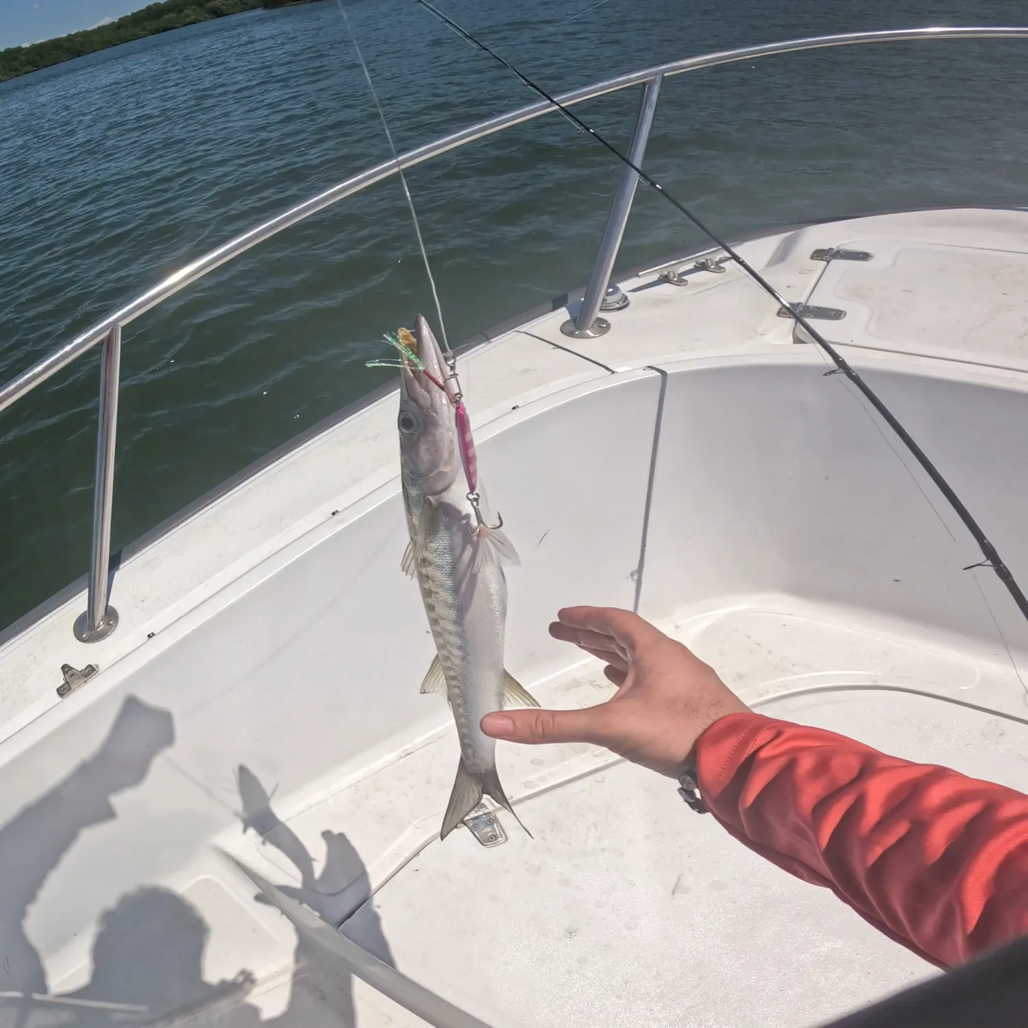 Pacific barracuda caught on Fishbrain