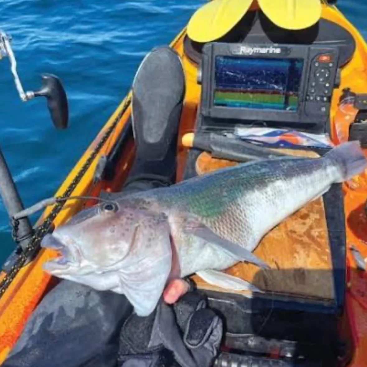 The most recent Blue cod catches on Fishbrain