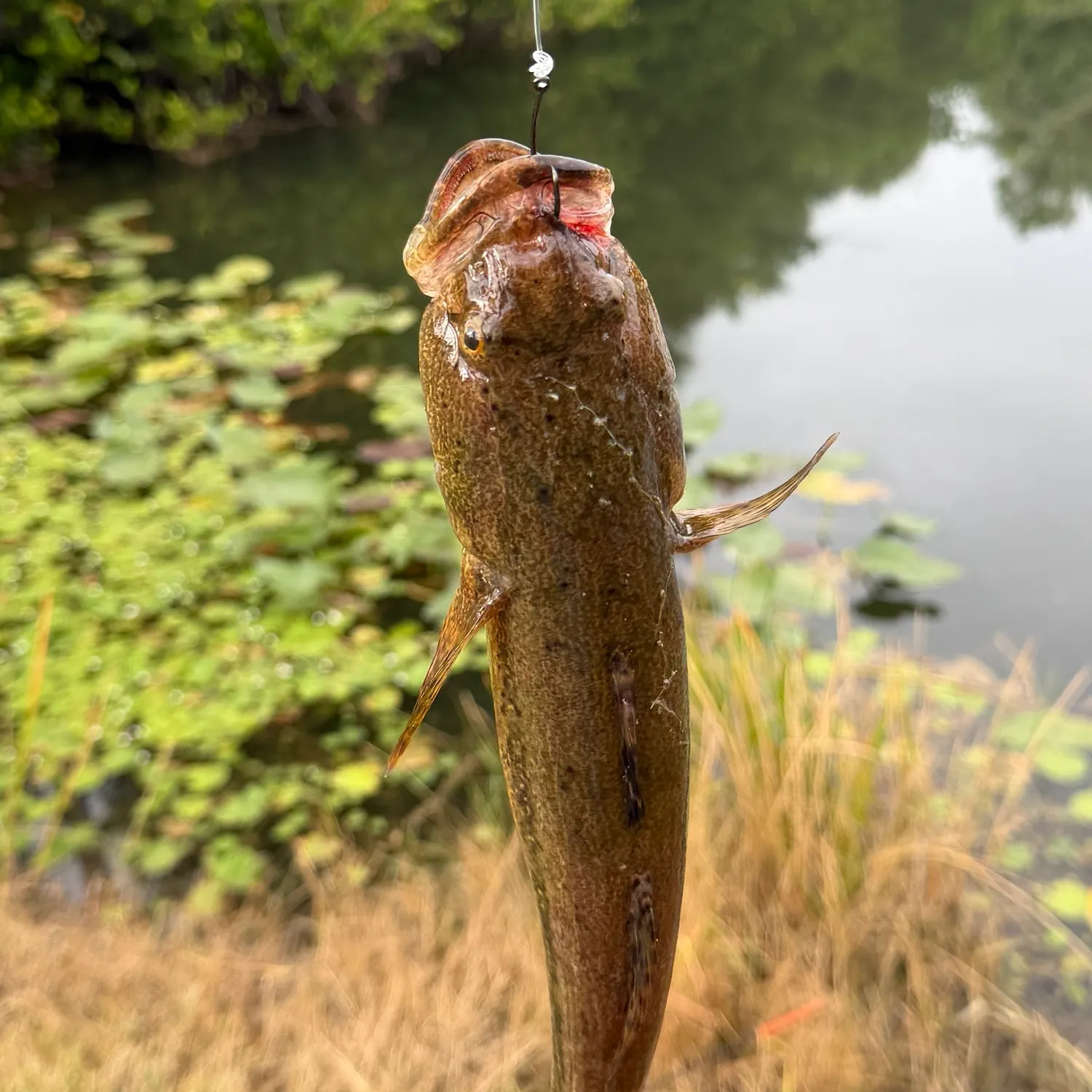 The most recent Bigmouth sleeper catches on Fishbrain