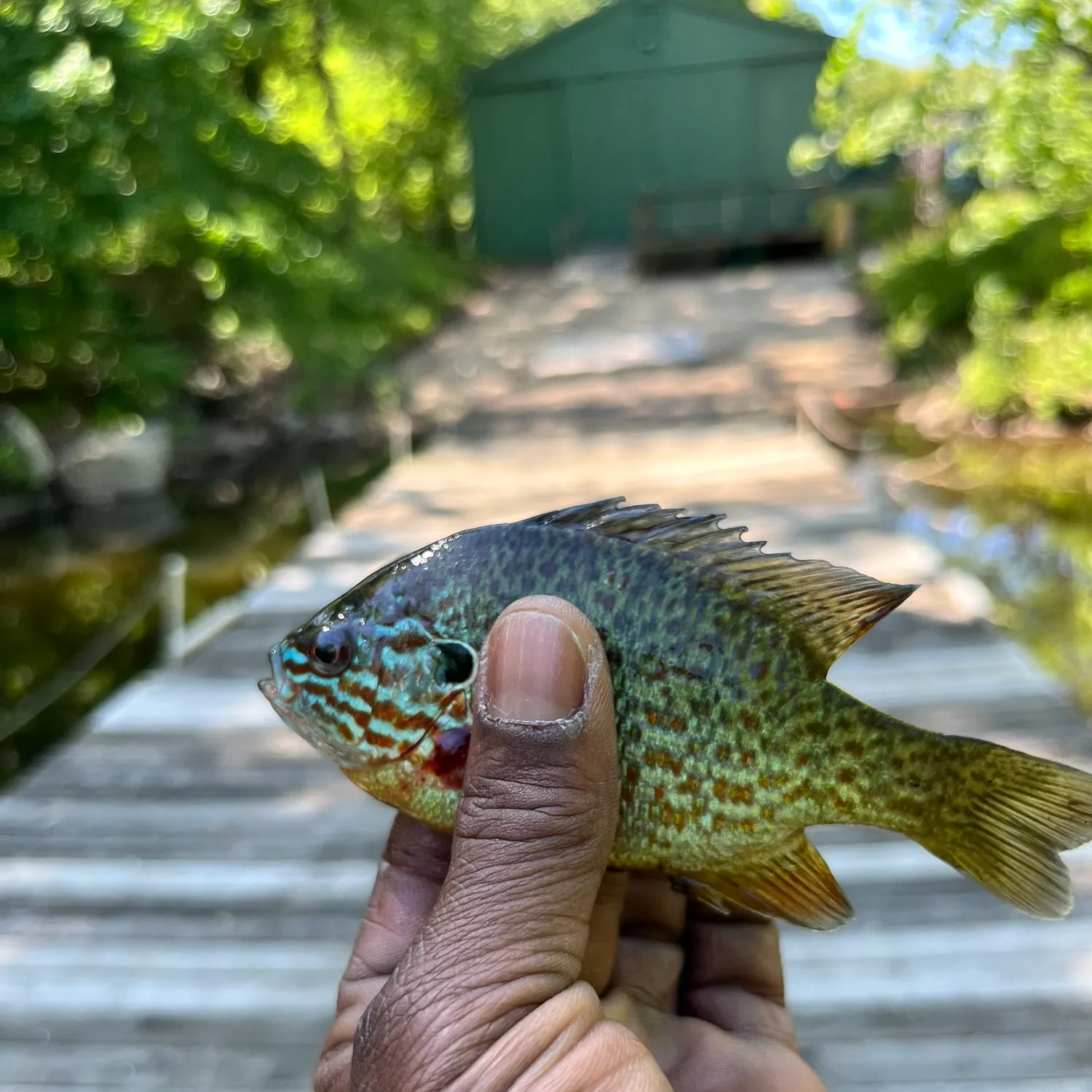 catch
