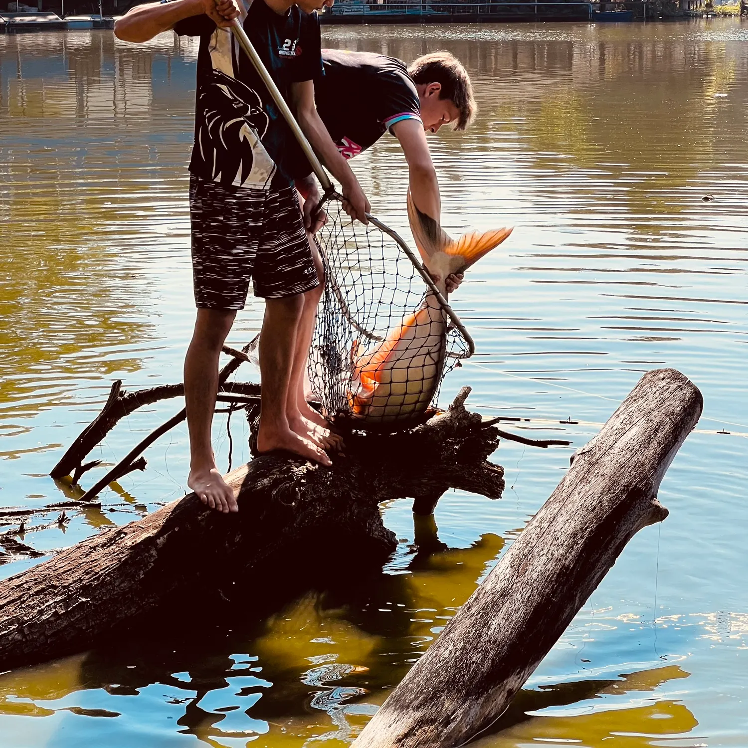 The most recent Striped catfish catches on Fishbrain