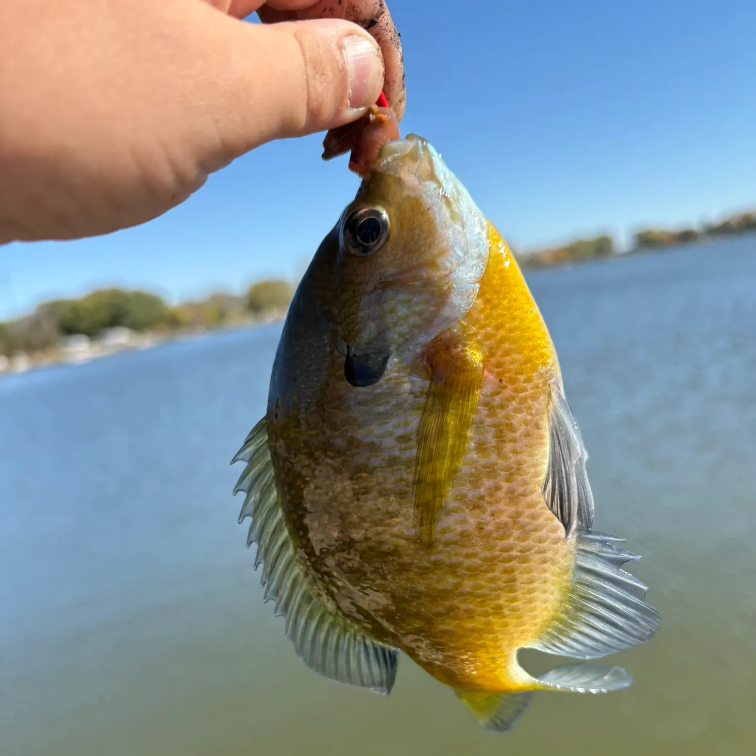 The most recent Bluegill catches on Fishbrain