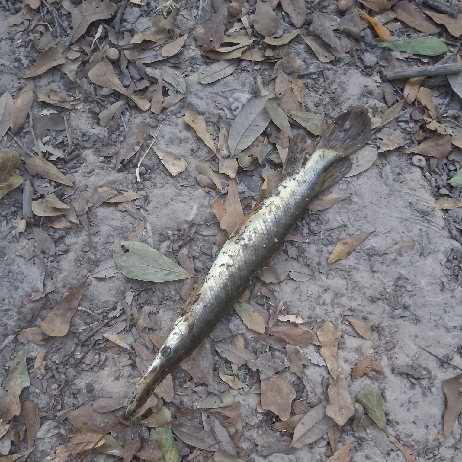 Fish caught on Fishbrain