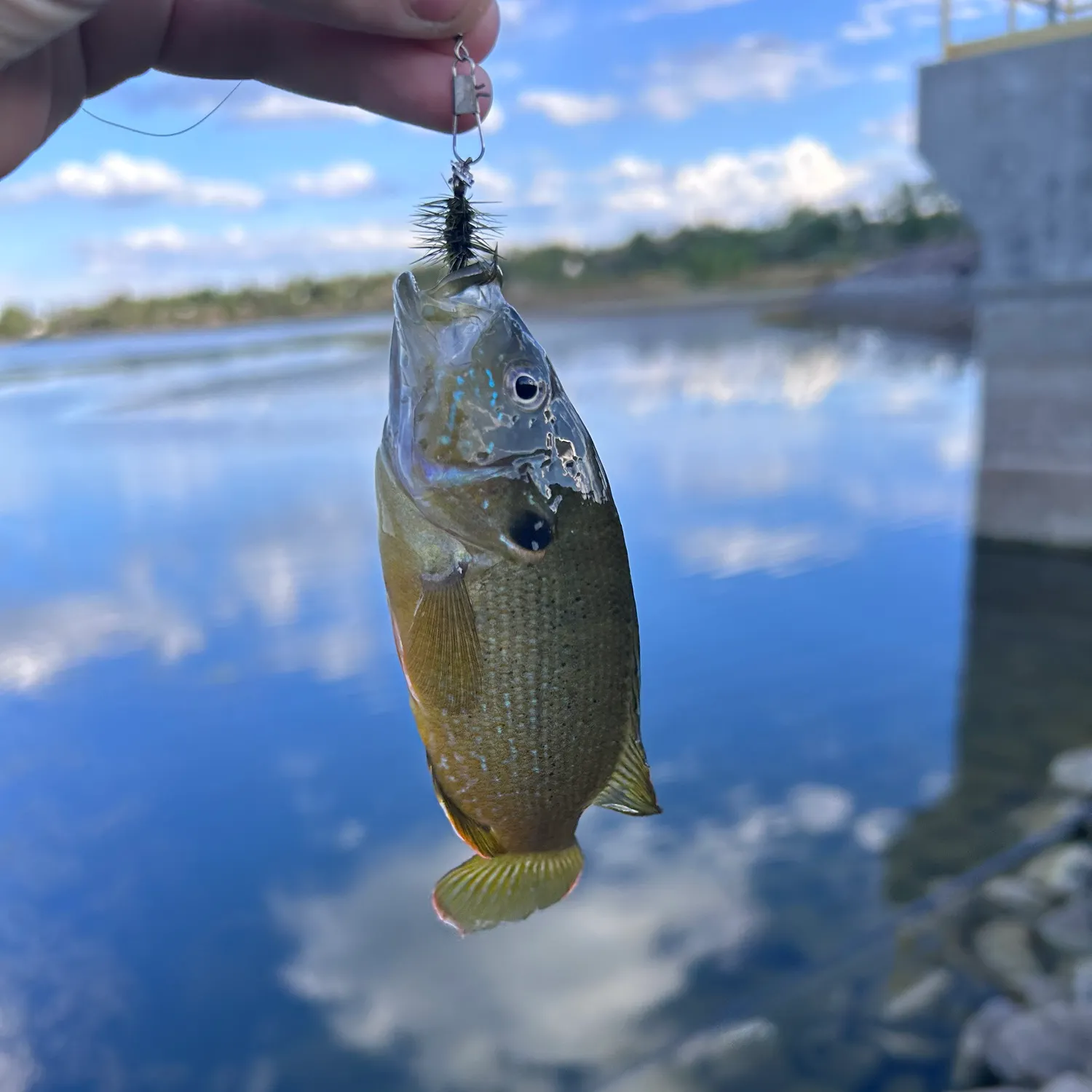 Pumpkinseed caught on Fishbrain