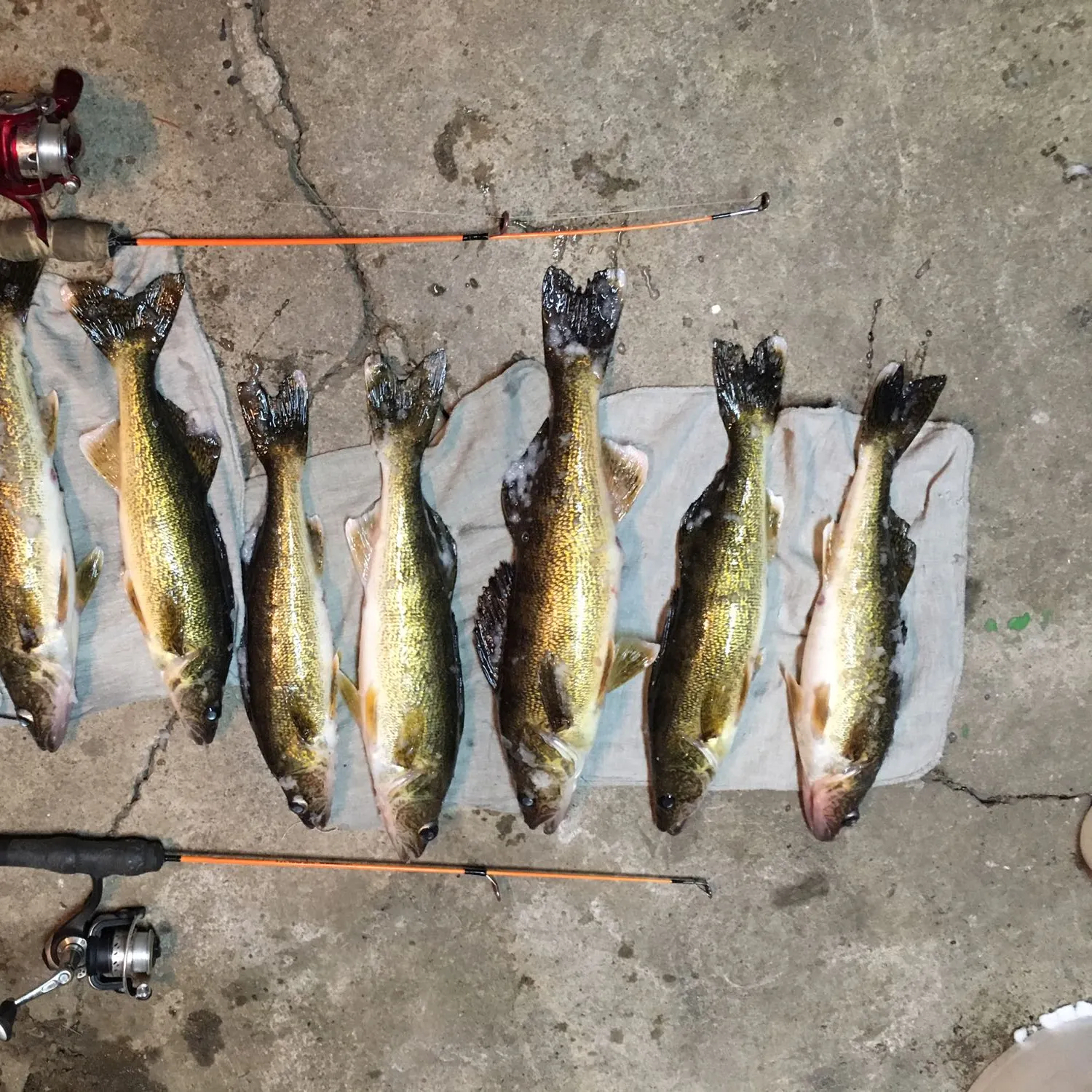 recently logged catches