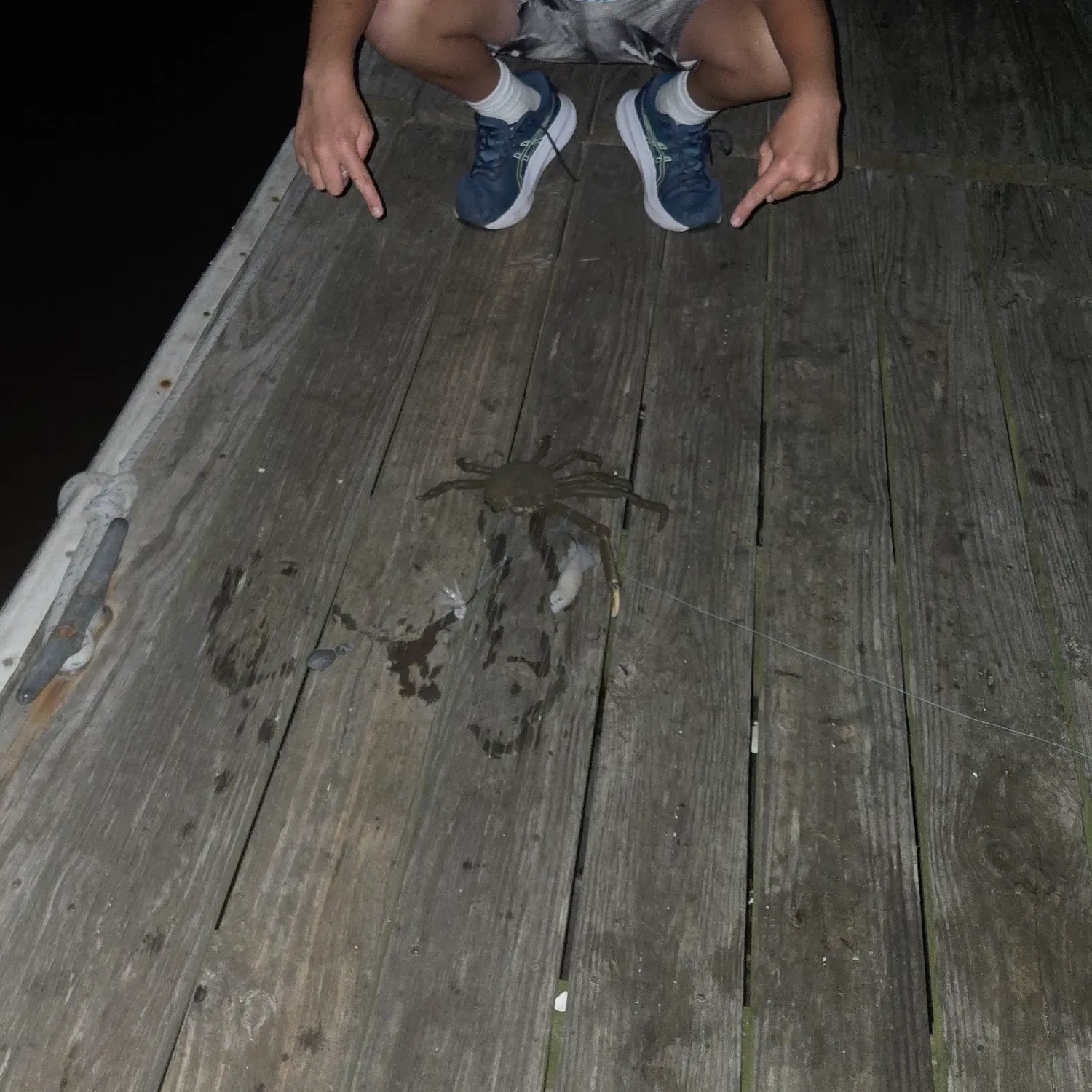 The most recent Portly spider crab catches on Fishbrain