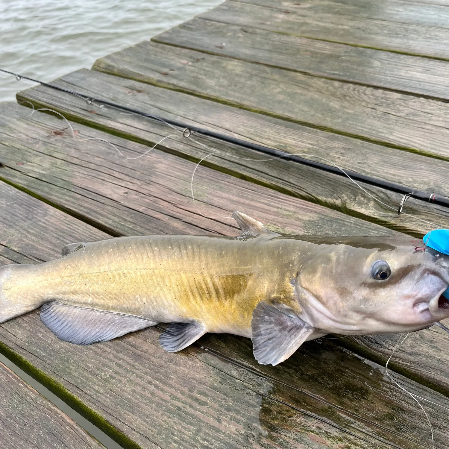 Channel catfish caught on Fishbrain