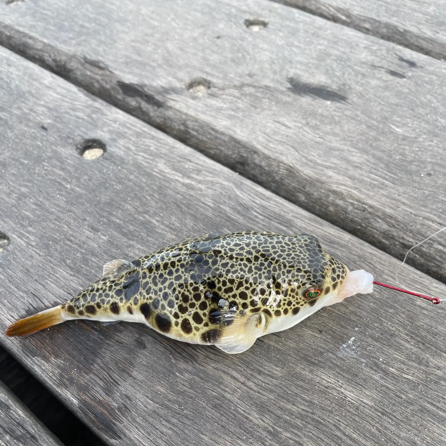 Smooth toadfish caught on Fishbrain