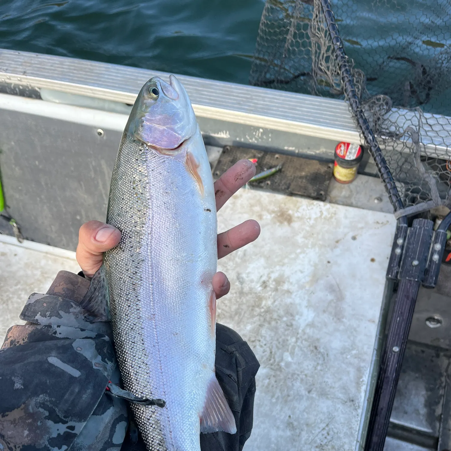 Rainbow trout caught on Fishbrain