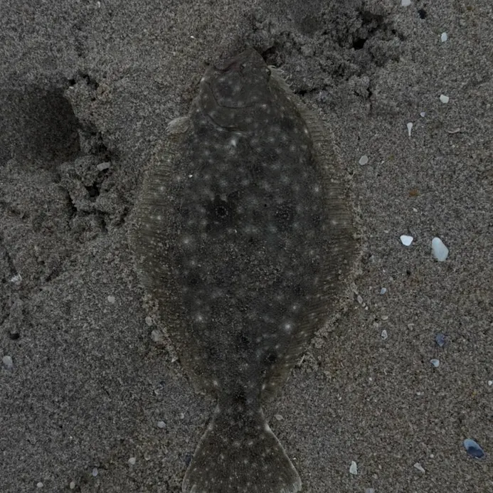 Summer flounder caught on Fishbrain