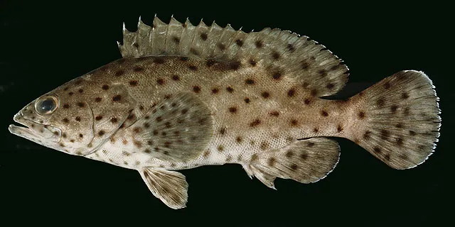 Coral grouper