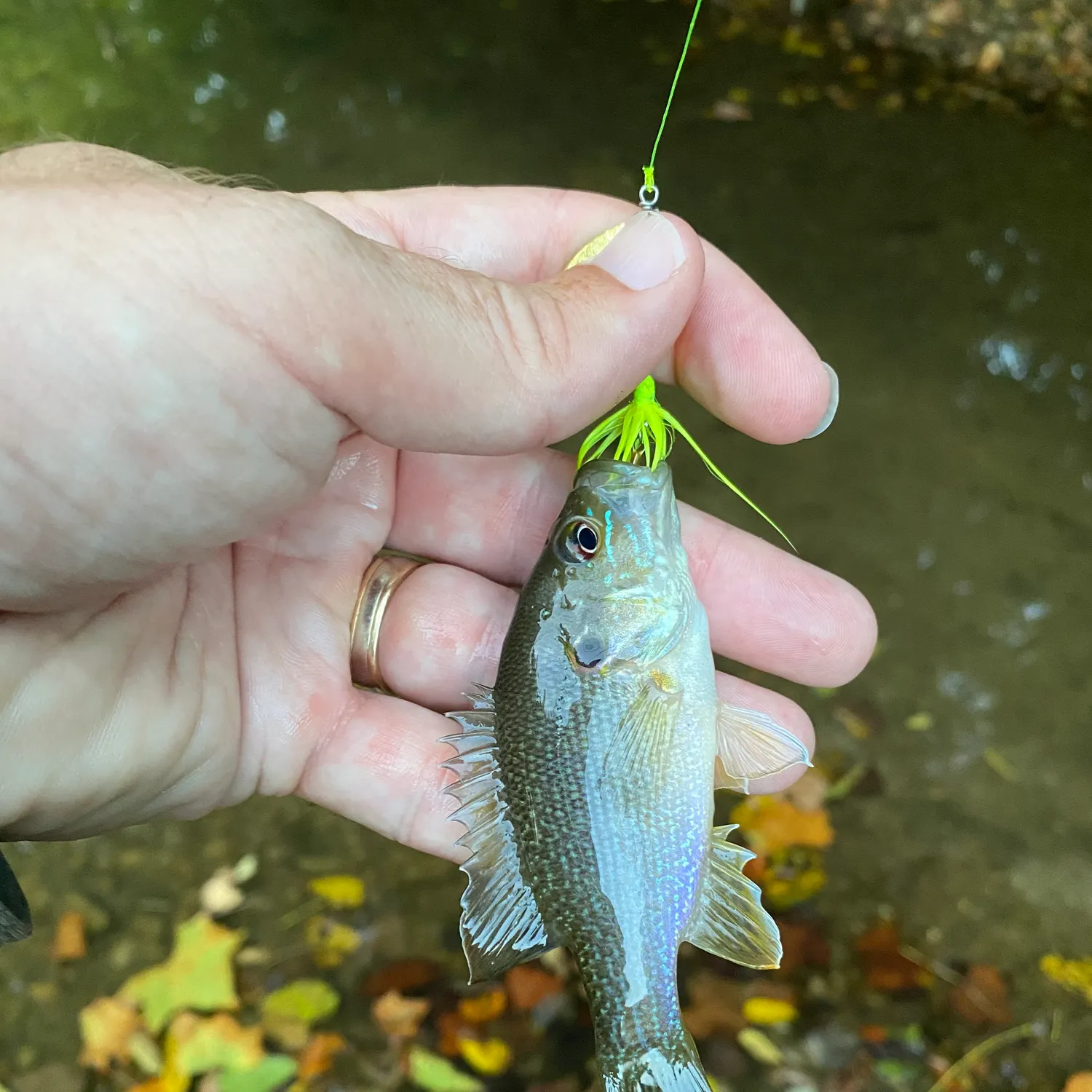 Green sunfish caught on Fishbrain