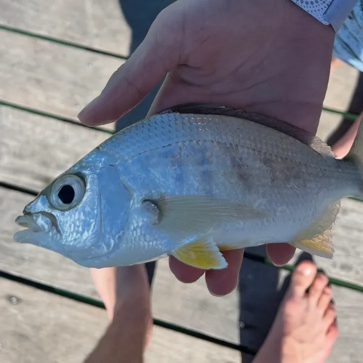 The most recent Yellowfin mojarra catches on Fishbrain