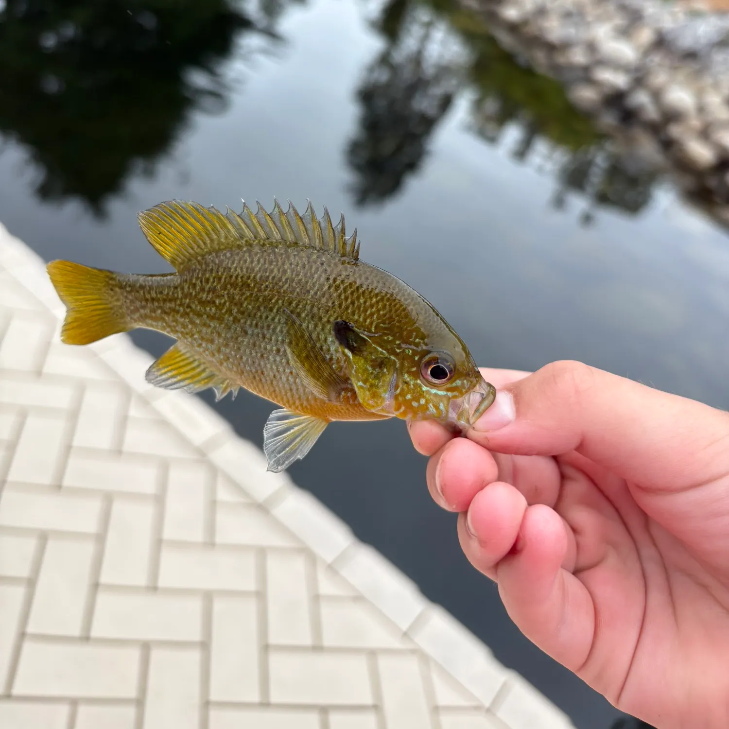 Fish caught on Fishbrain