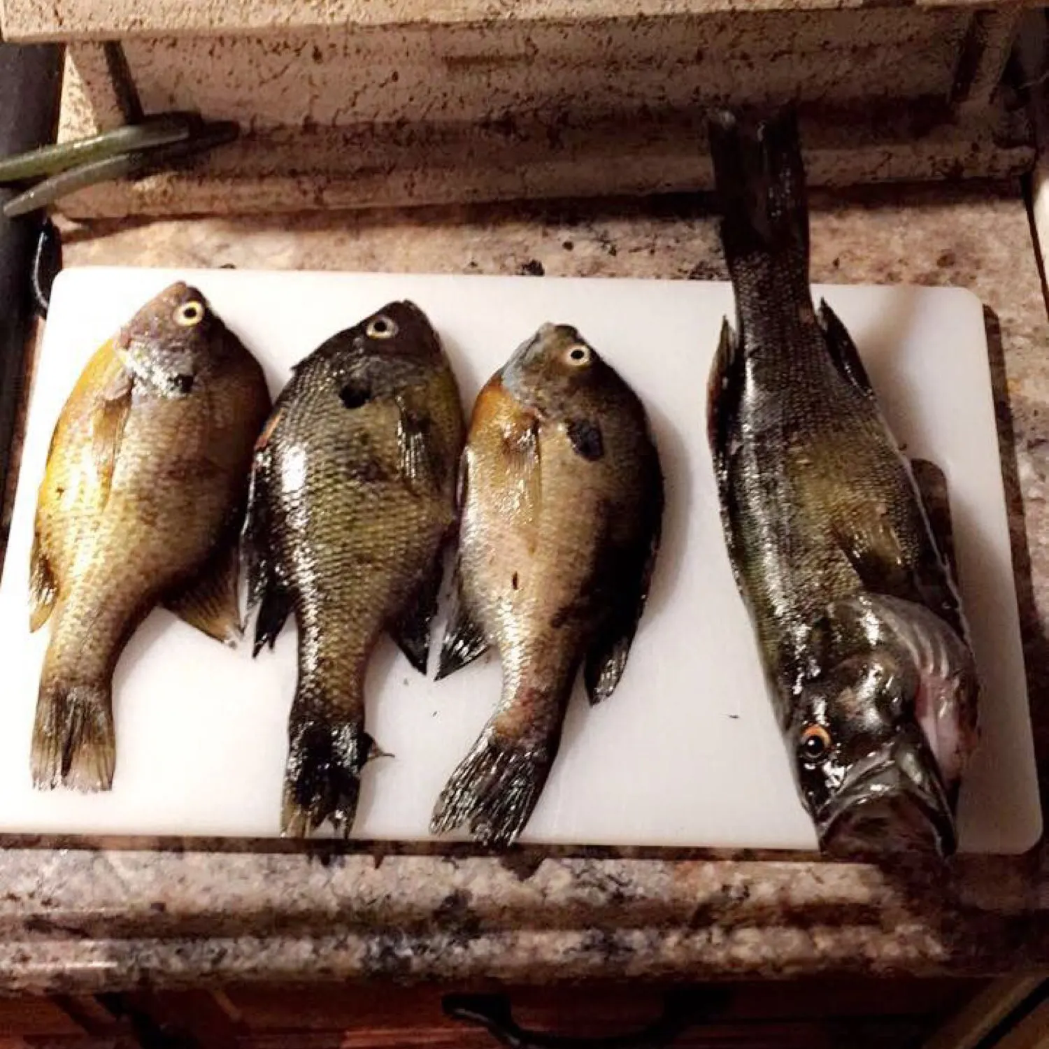 recently logged catches