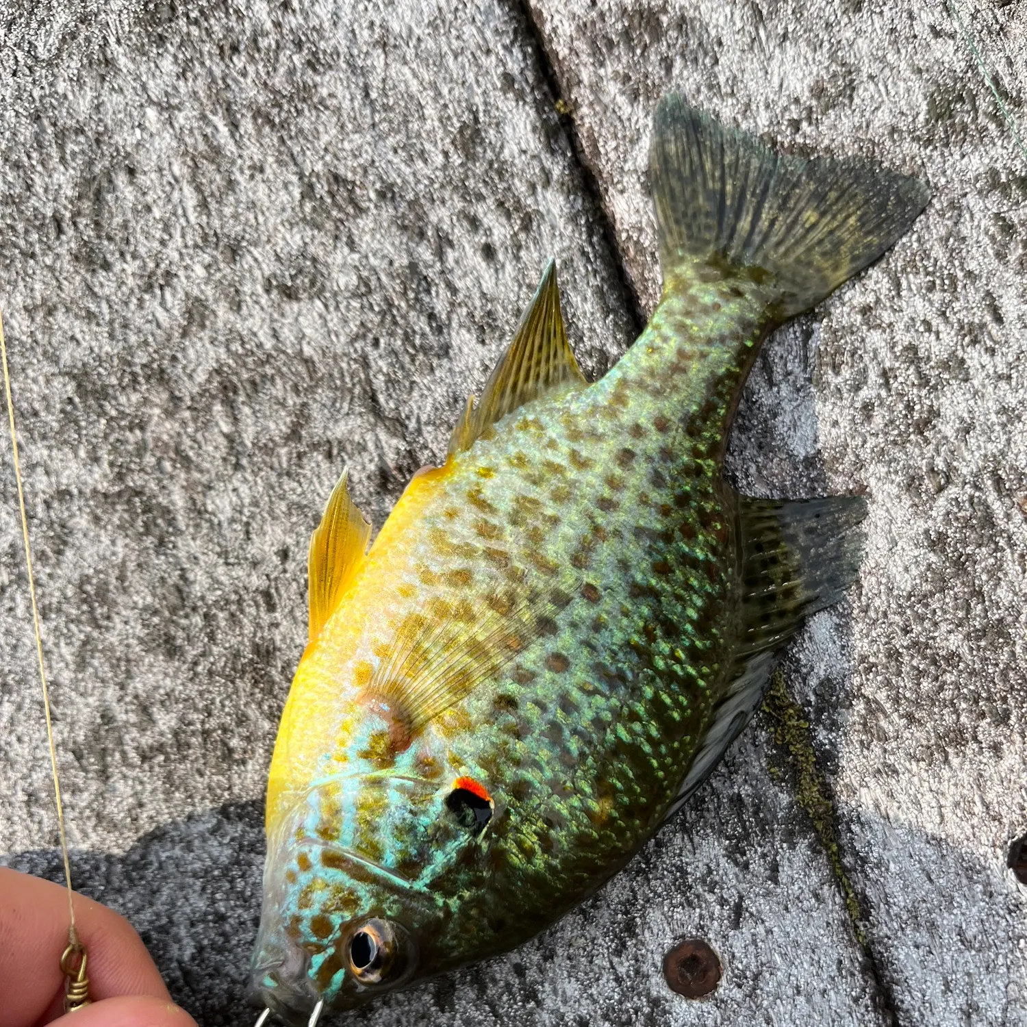 recently logged catches