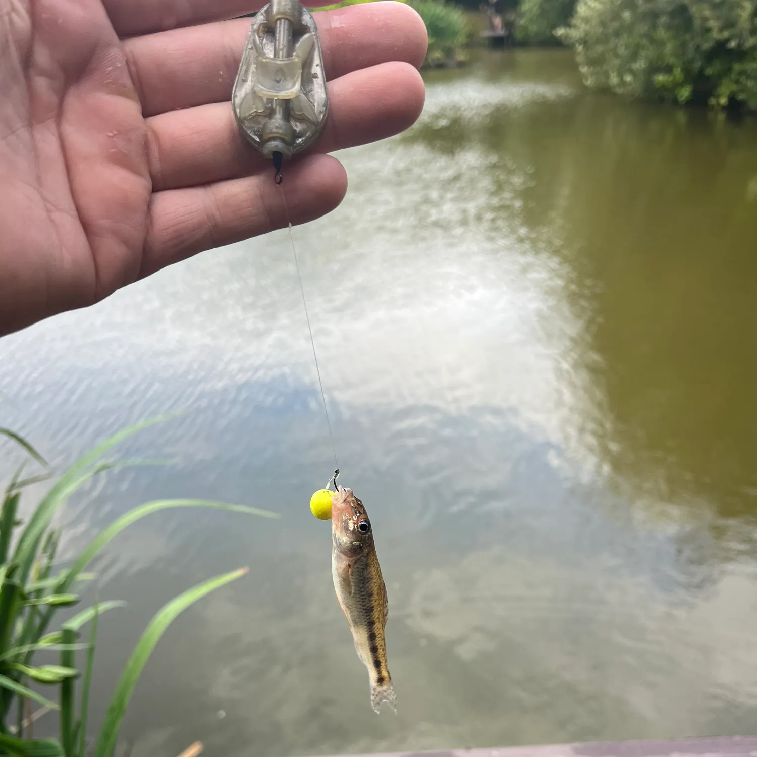 The most recent Gudgeon catches on Fishbrain