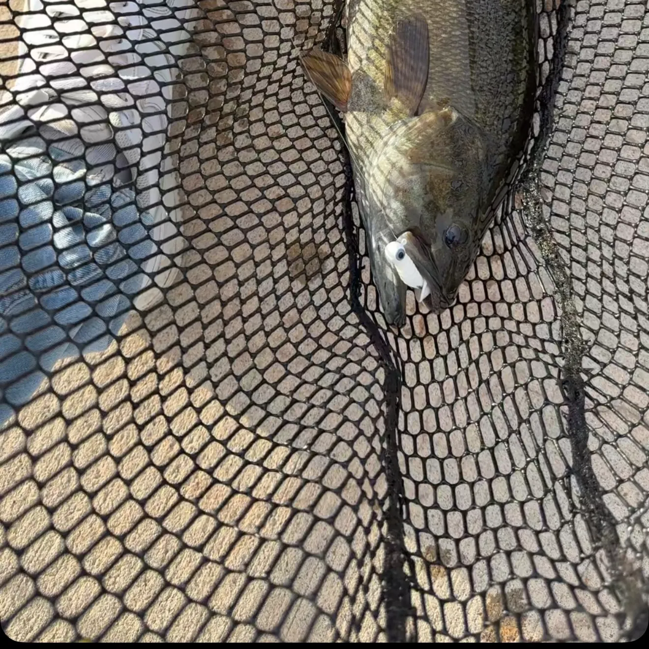 Smallmouth bass caught on Fishbrain