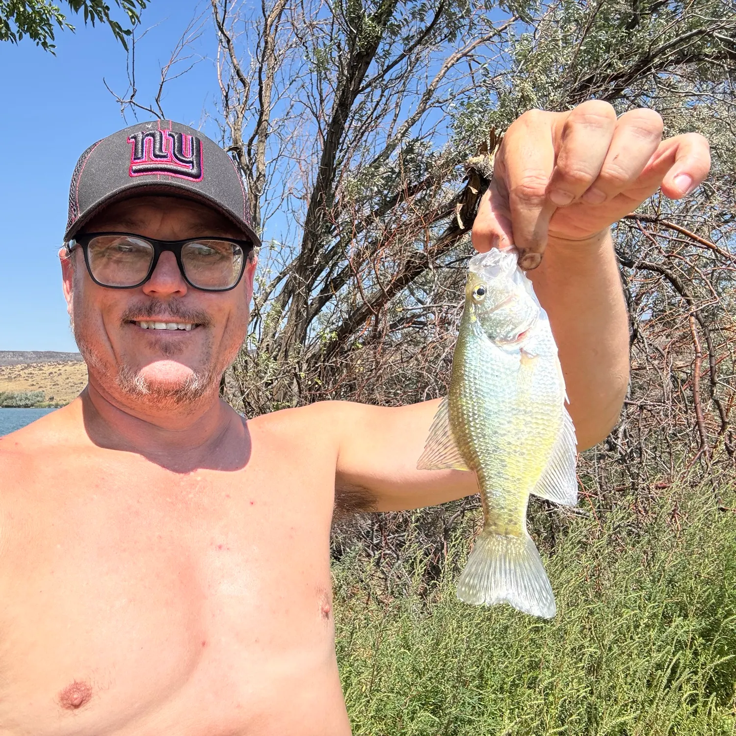 White crappie caught on Fishbrain
