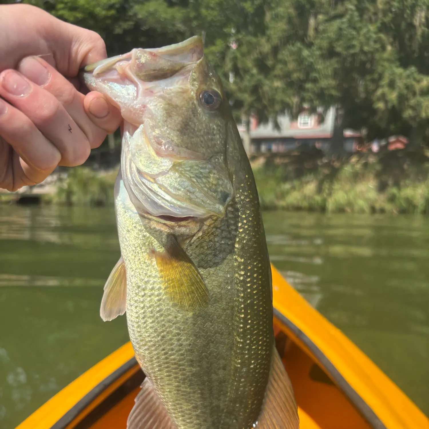 Largemouth bass caught on Fishbrain