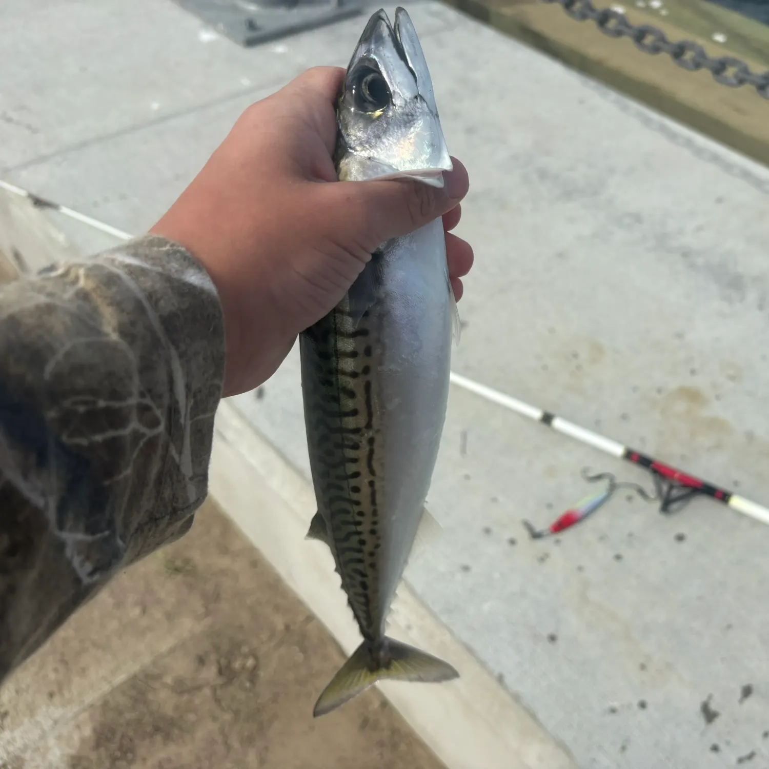 Atlantic mackerel caught on Fishbrain