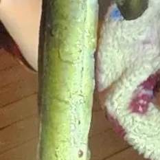 Shortfin eel caught on Fishbrain