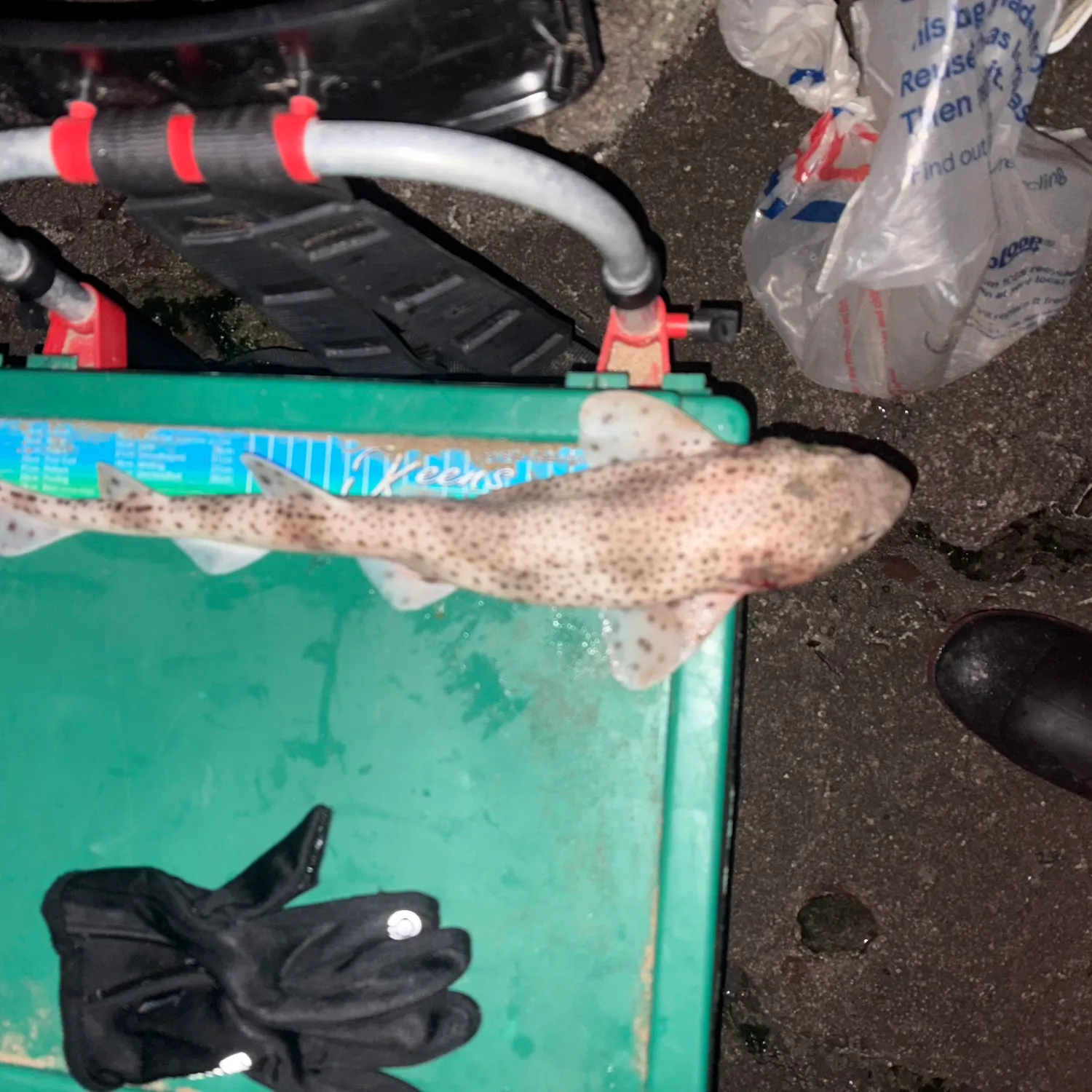 The most recent Nursehound catches on Fishbrain