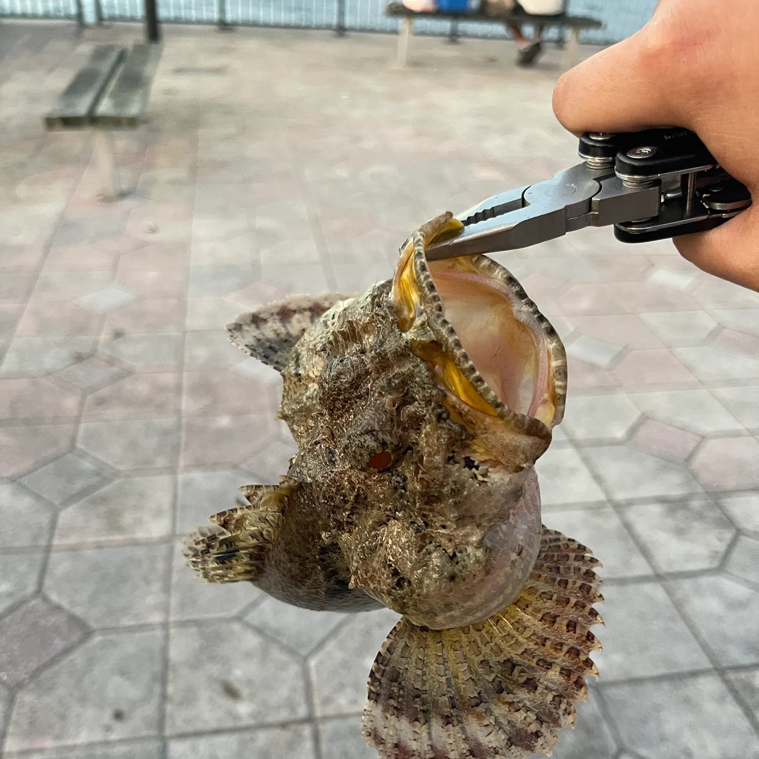 The most recent Stonefish catches on Fishbrain