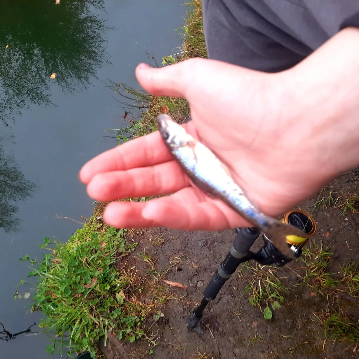 The most recent Gudgeon catches on Fishbrain