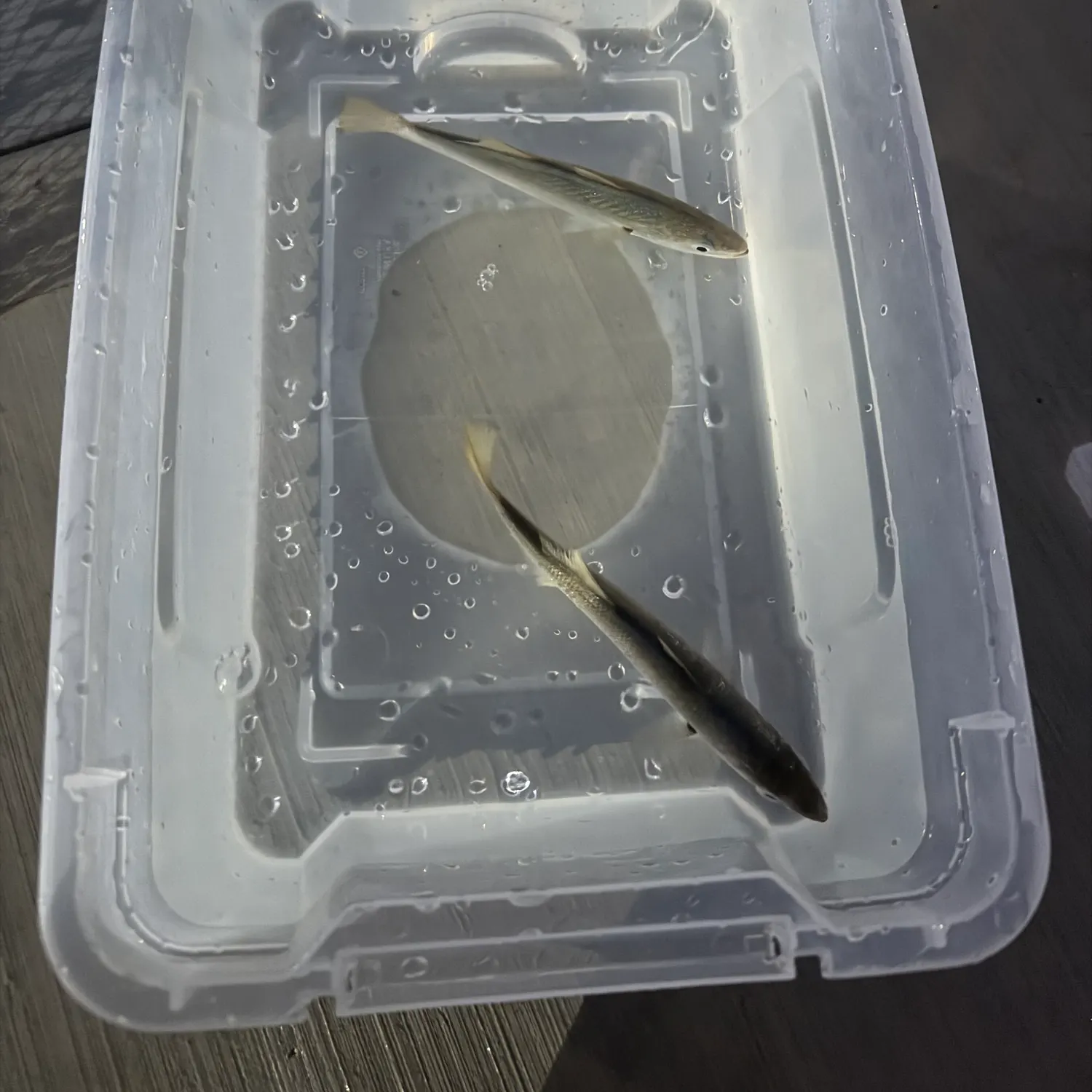 The most recent Queenfish catches on Fishbrain