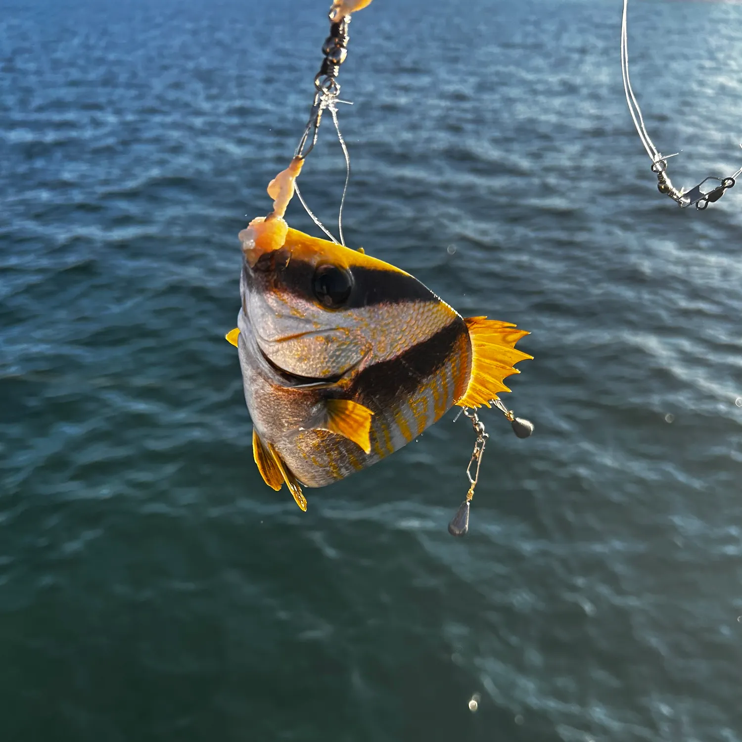 The most recent Panama porkfish catches on Fishbrain