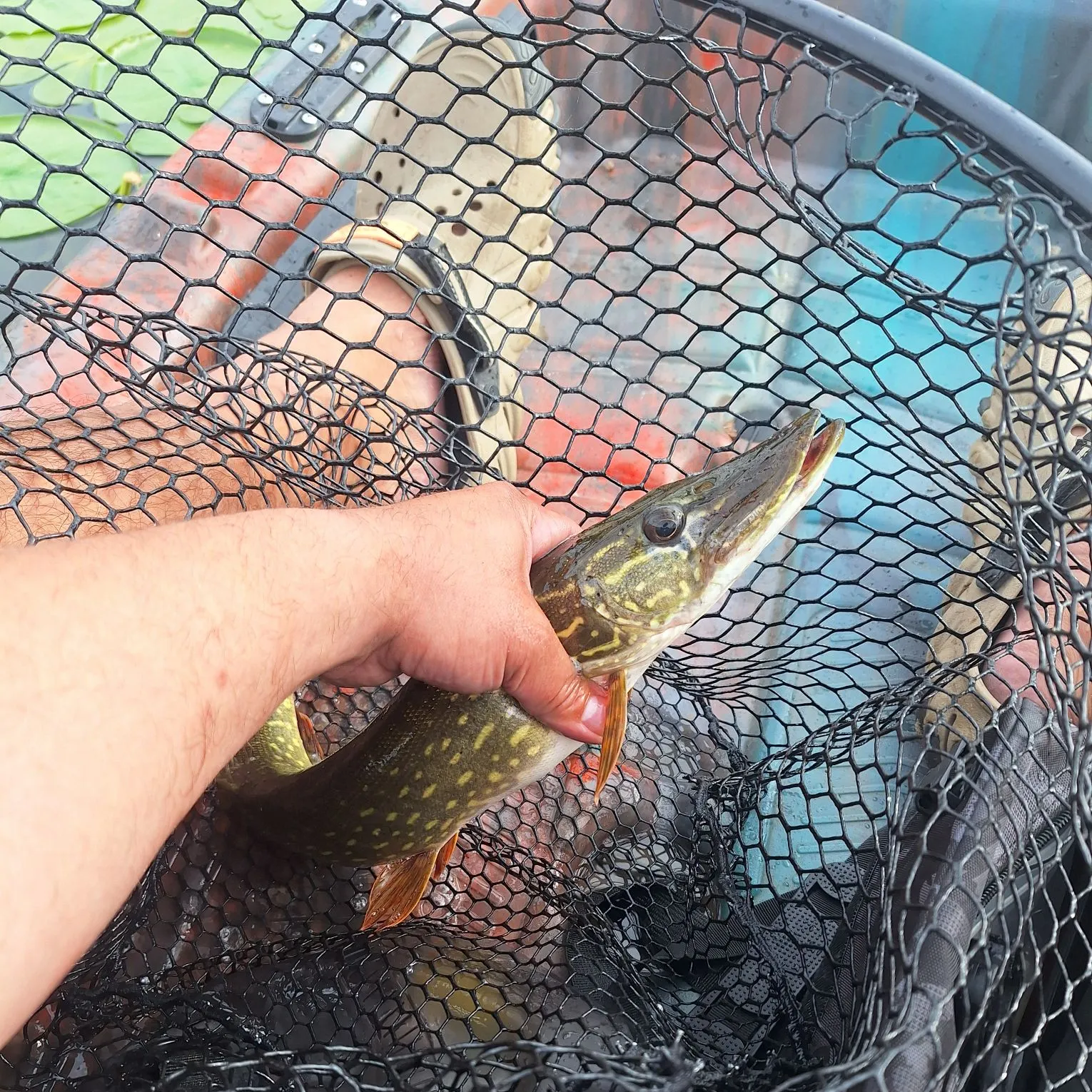 Northern pike caught on Fishbrain