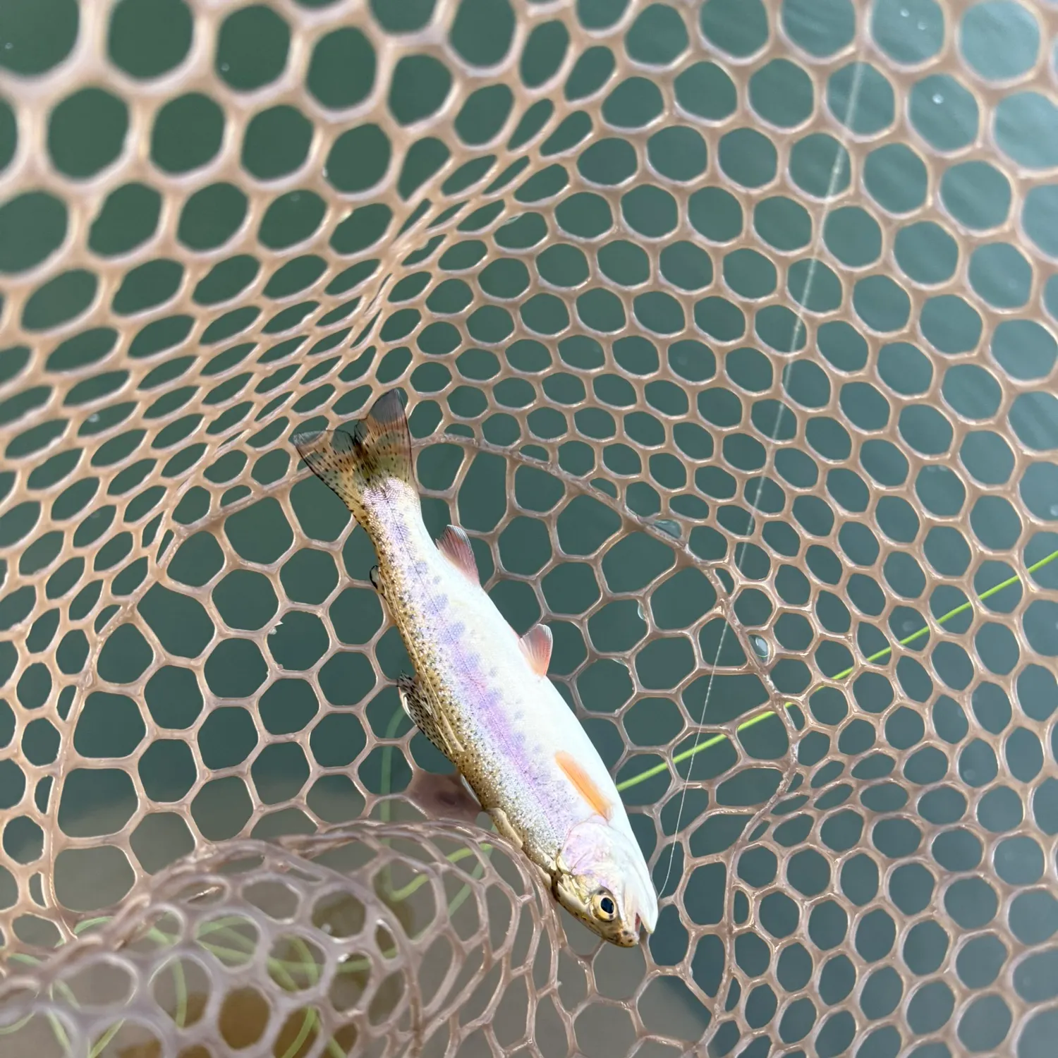 Fish caught on Fishbrain