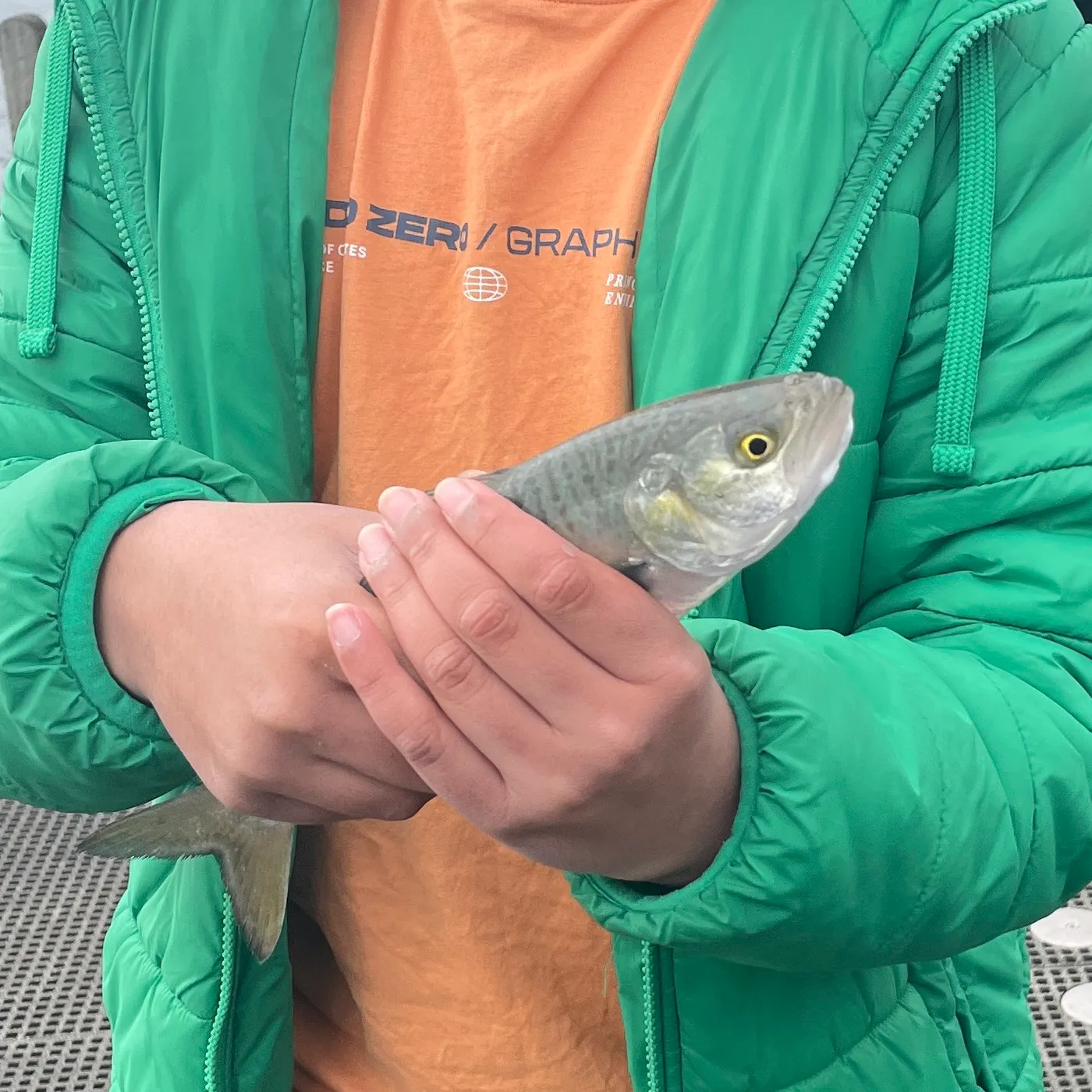 Eastern Australian salmon caught on Fishbrain