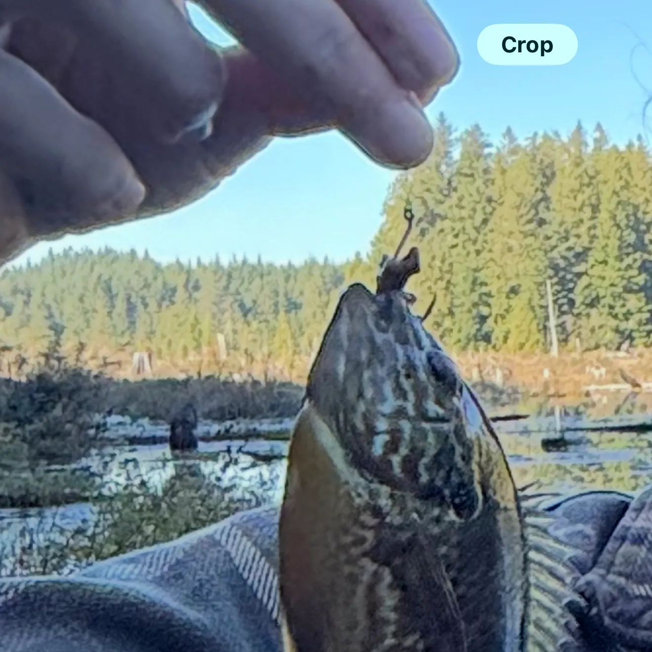 Pumpkinseed caught on Fishbrain