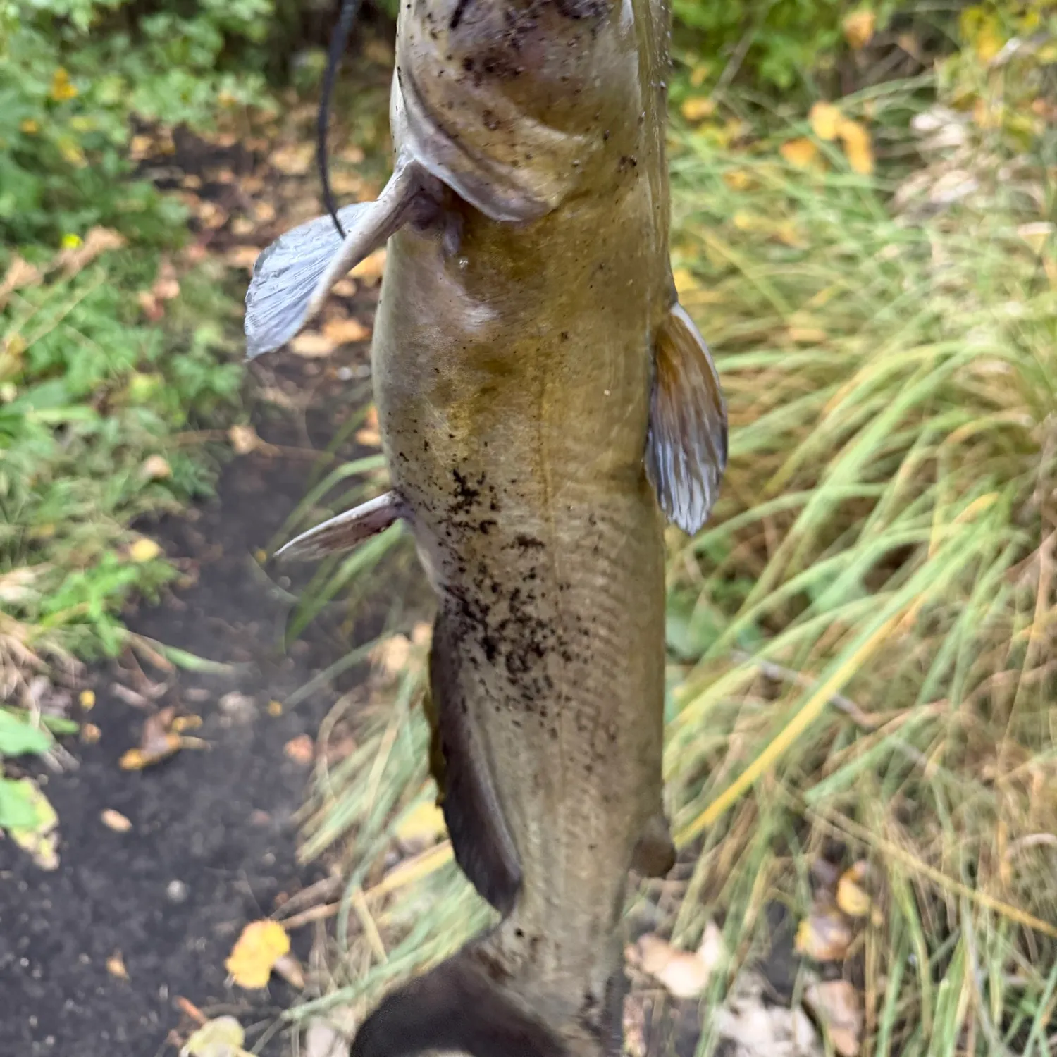 Channel catfish caught on Fishbrain