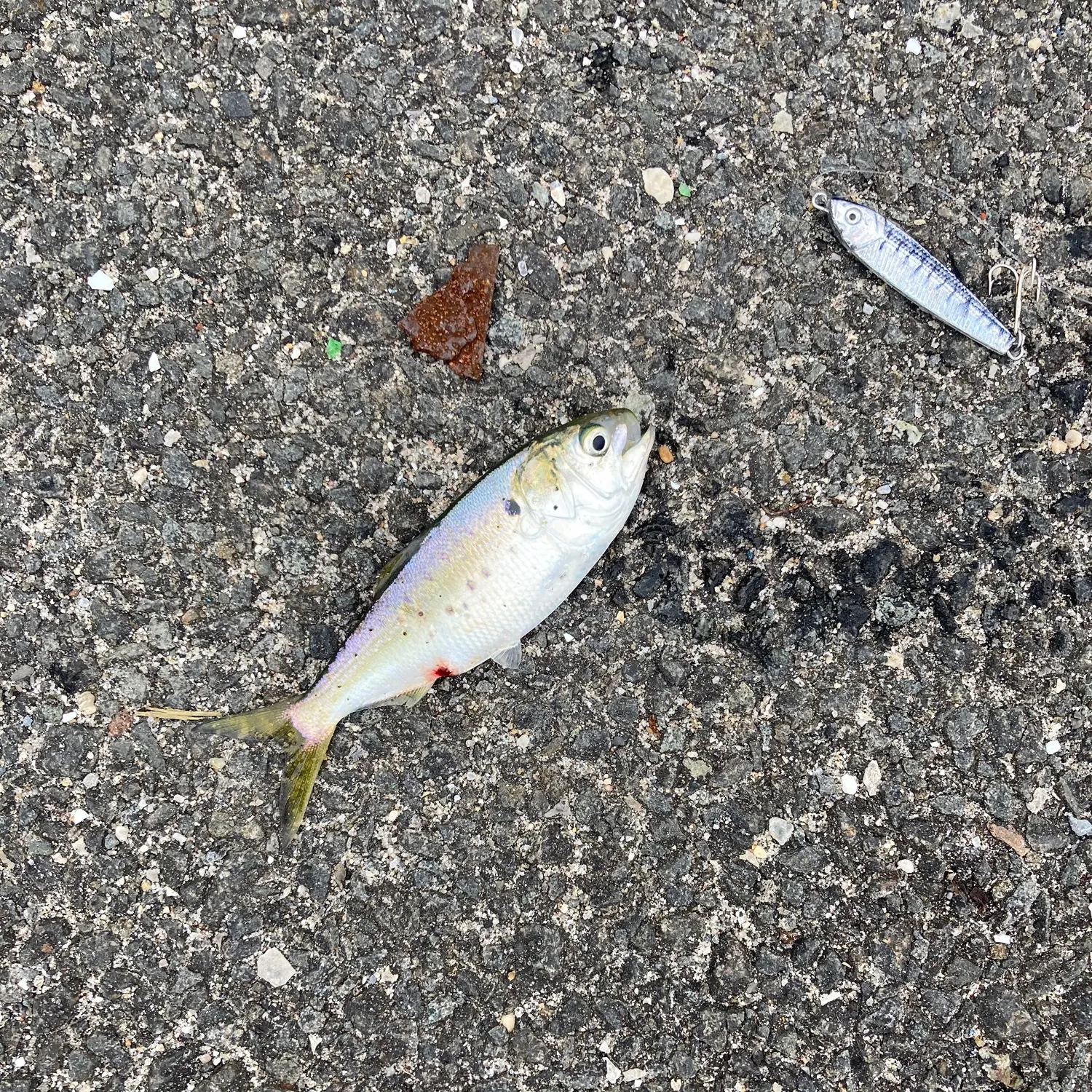 The most recent Finescale menhaden catches on Fishbrain